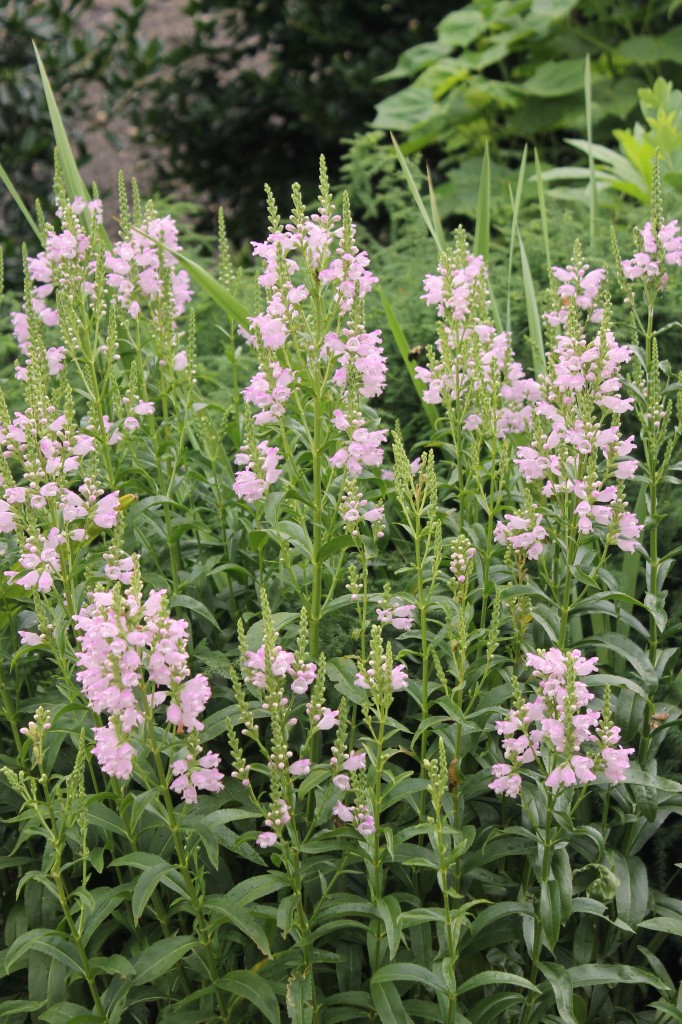 Physostegia 'Pink Manners' - Juniper Level Botanic Garden