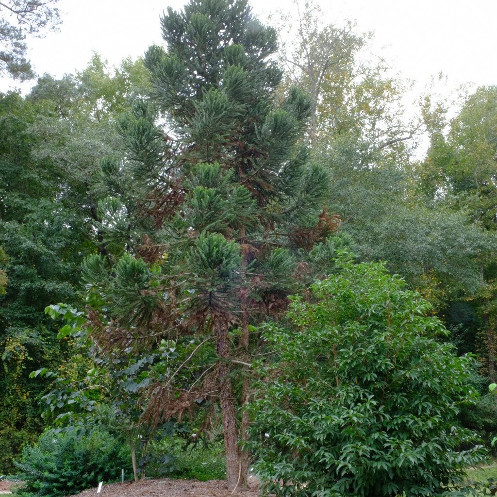 The Monkey's Puzzle - Juniper Level Botanic Garden