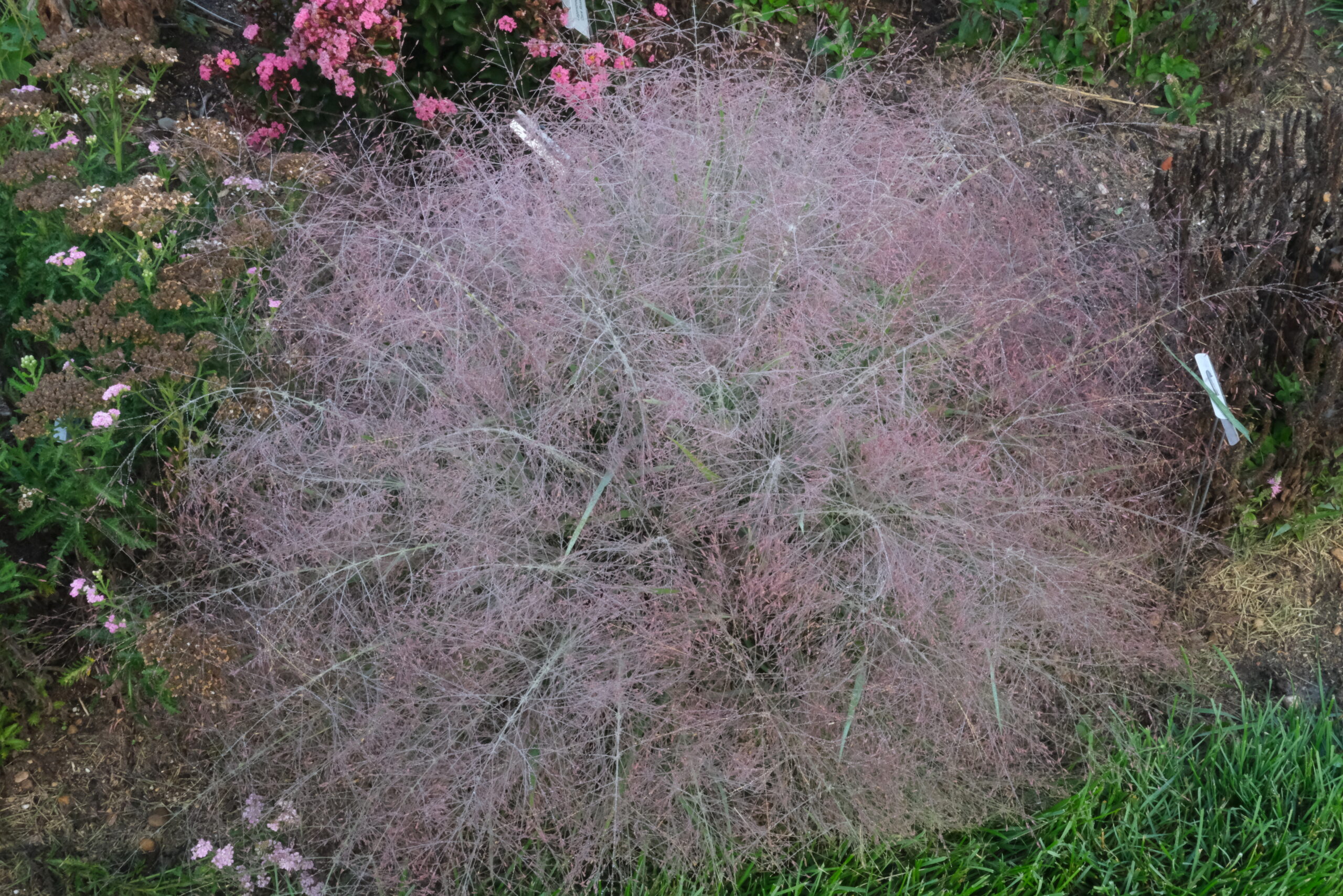 Getting Pinked - Juniper Level Botanic Garden