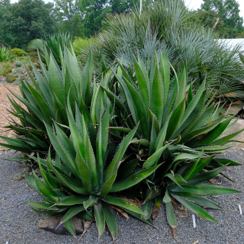 Agave-x-loferox-Family-Affair-