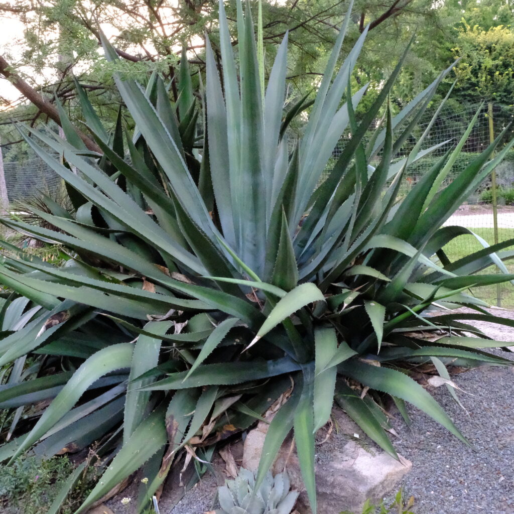Agave-x-loferox-Swords-a-