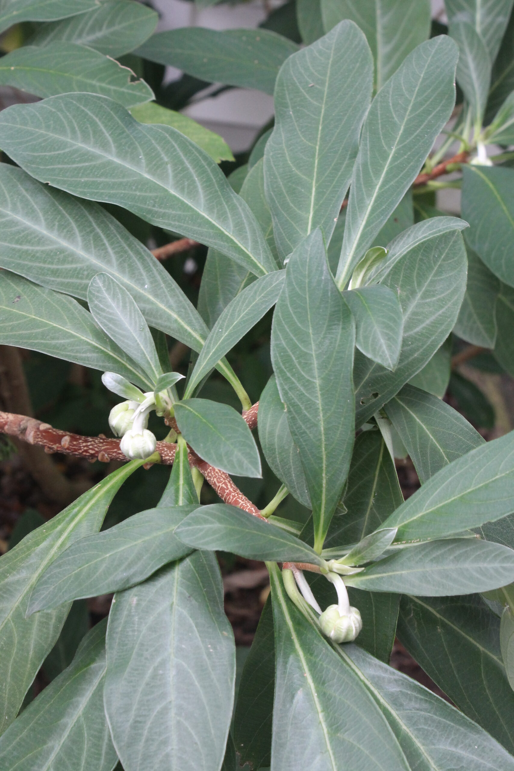 Edgeworthia chrysantha - Juniper Level Botanic Garden
