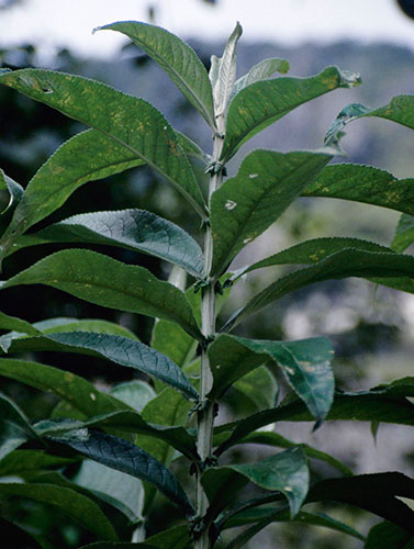 Vietnam and Thailand - Juniper Level Botanic Garden