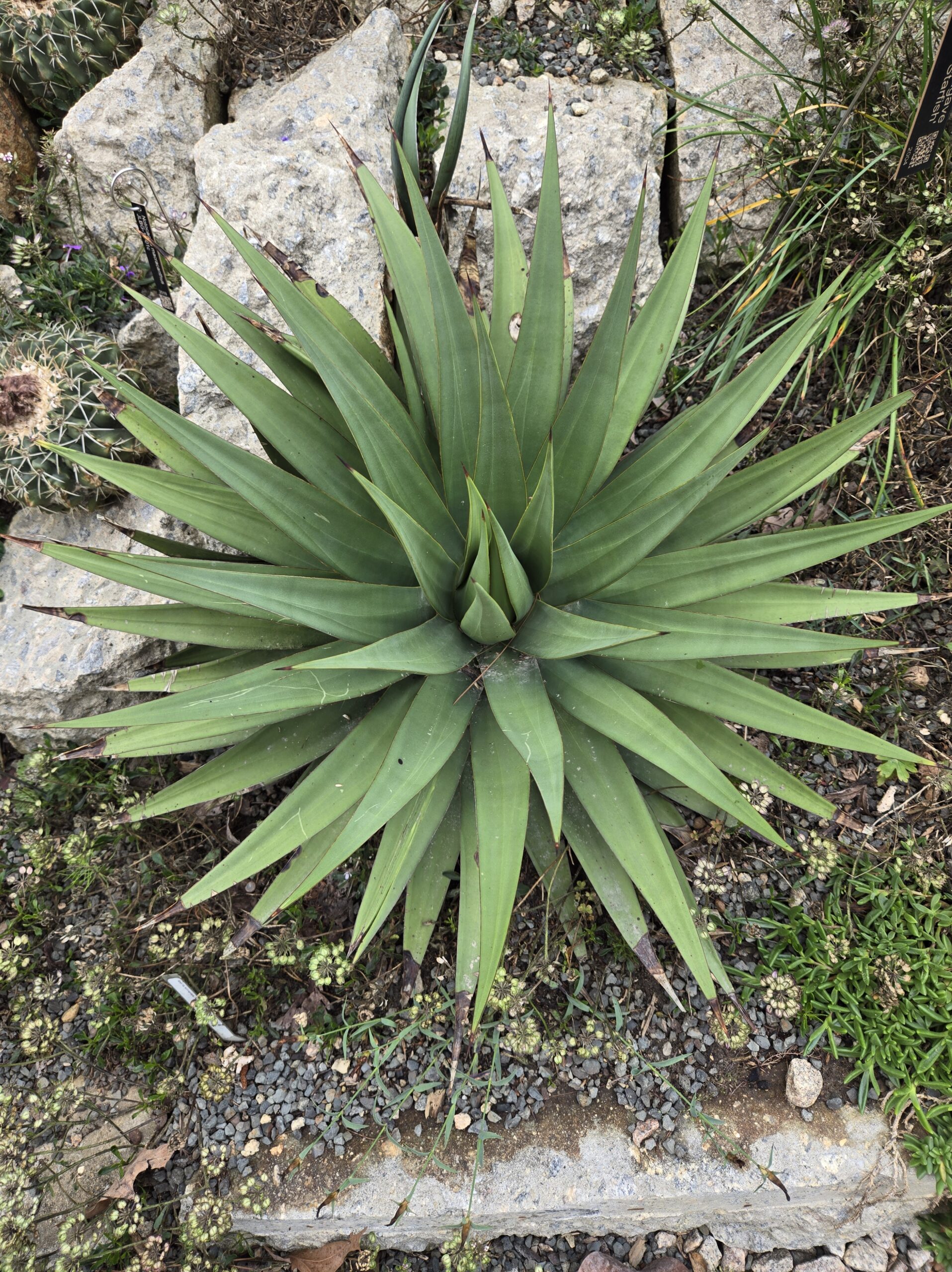 Agave x victosa 'Starfish'