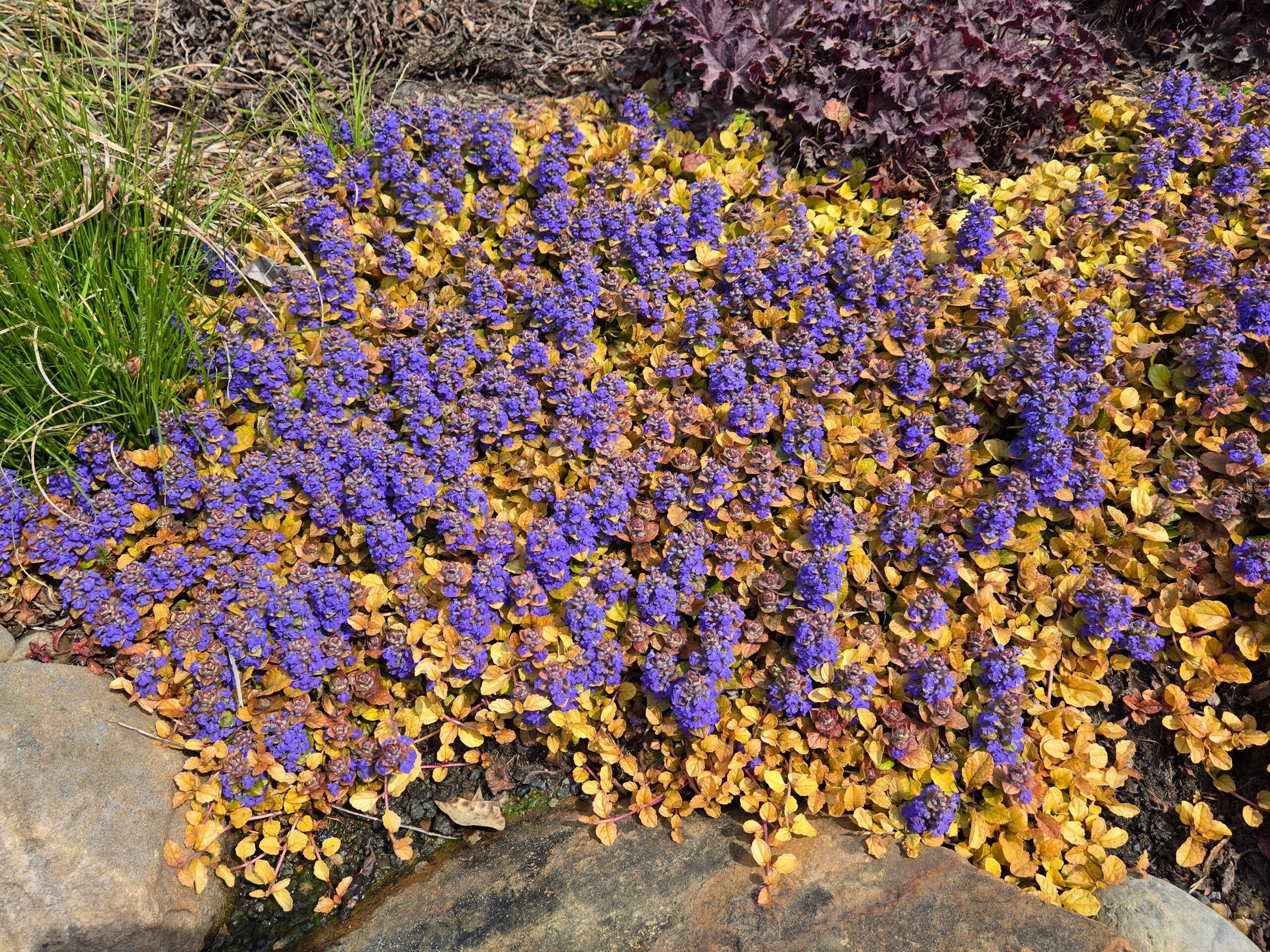 Ajuga 'Parrot Paradise'