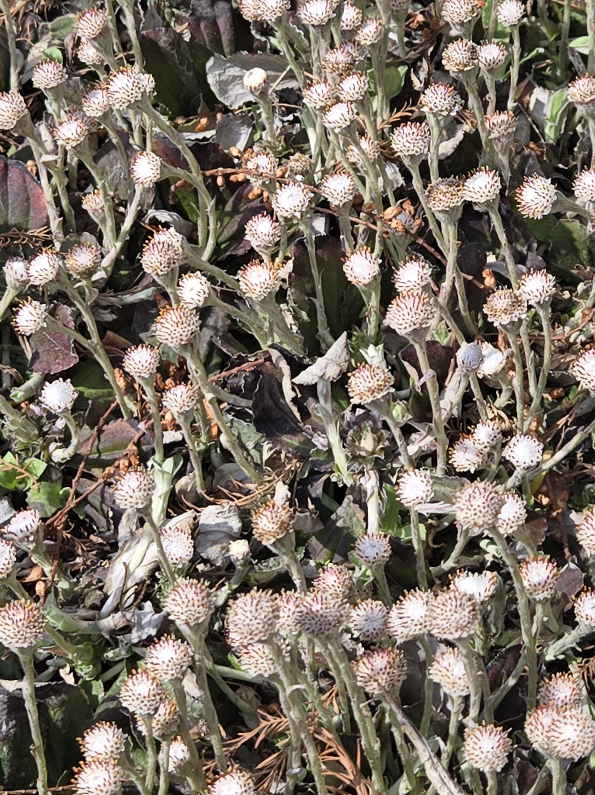 Antennaria solitaria 'RDU'