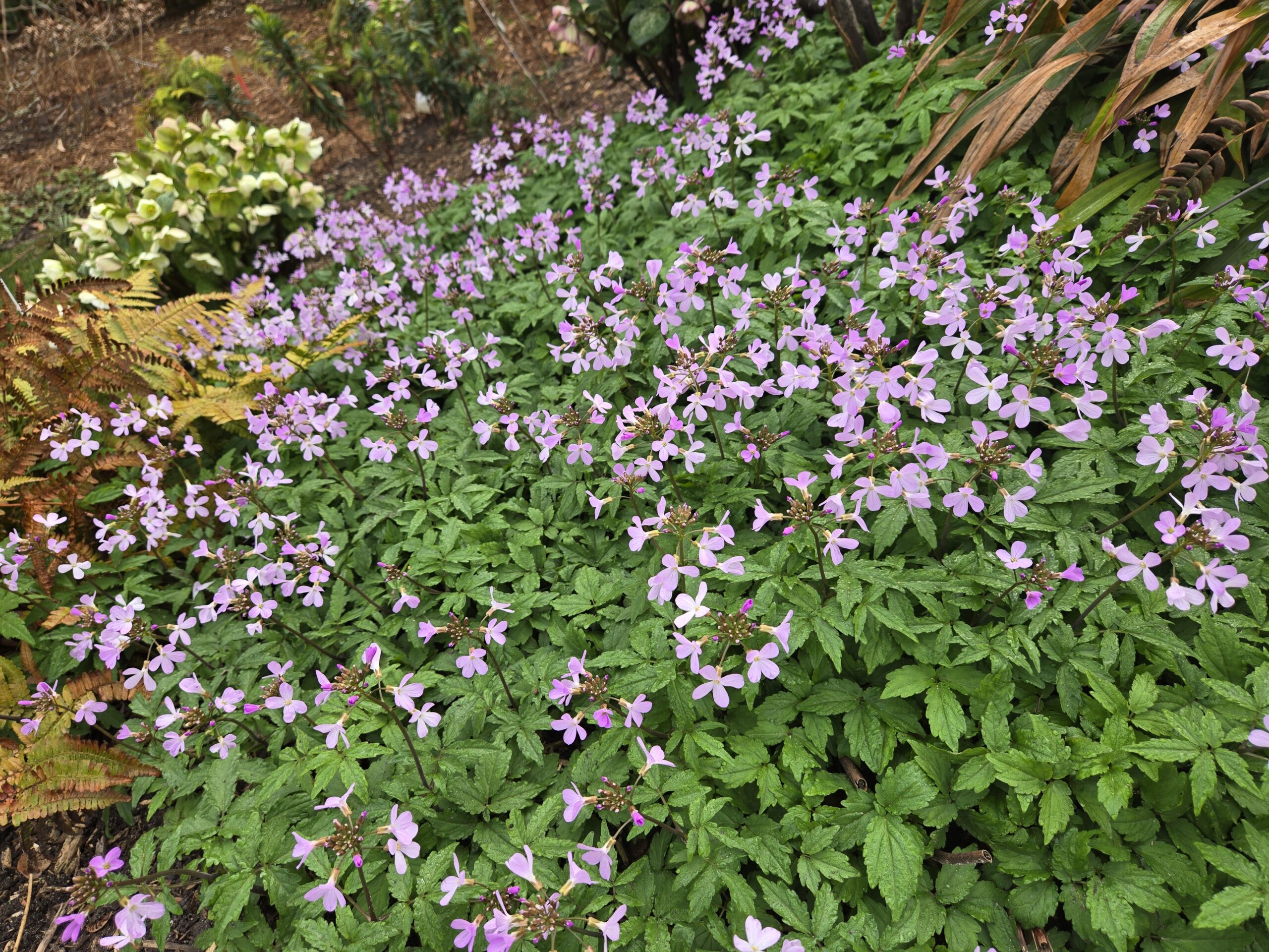 Cardamine quinquefolia