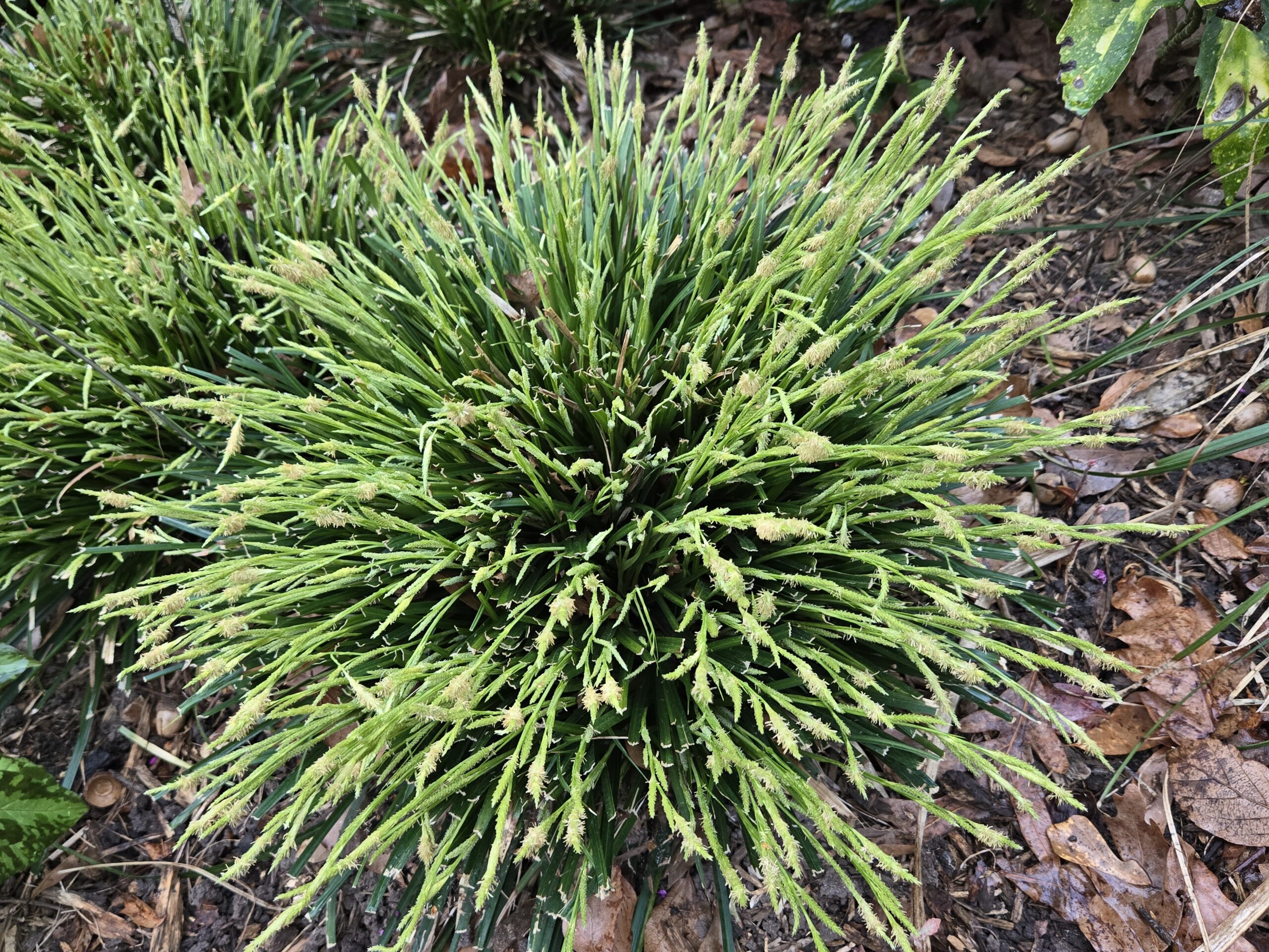 Carex metallica 'Fade to Green'