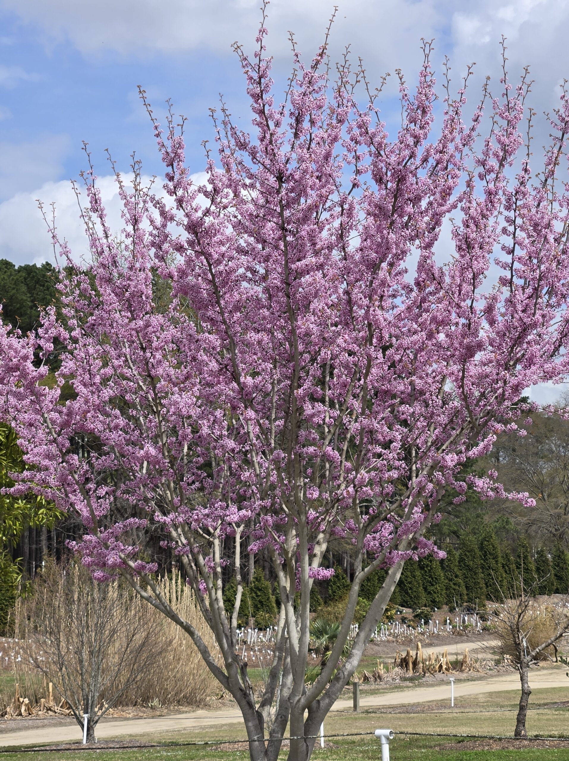 Cercis glabra