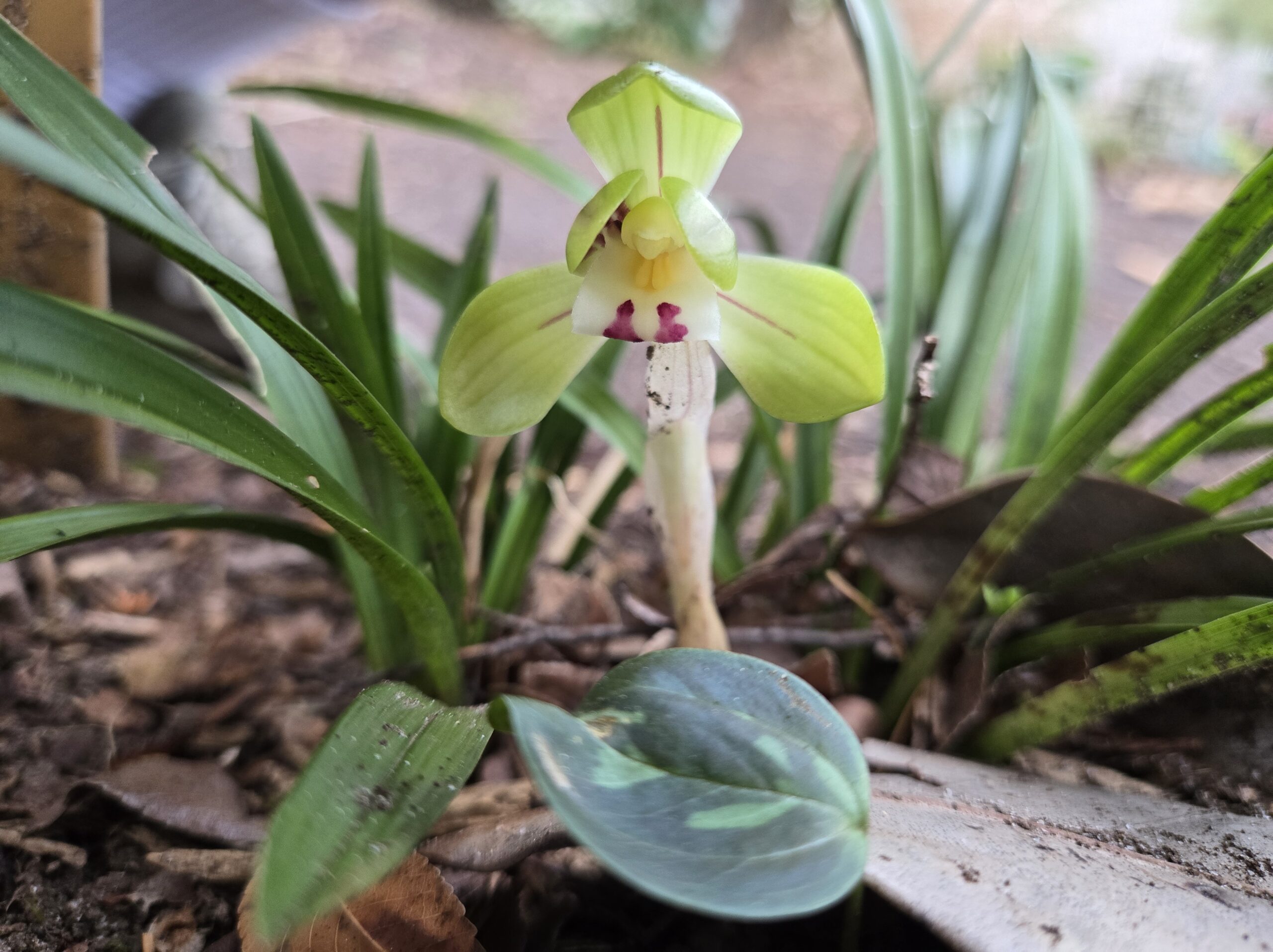 Cymbidium goeringii 'Datuanyuan'