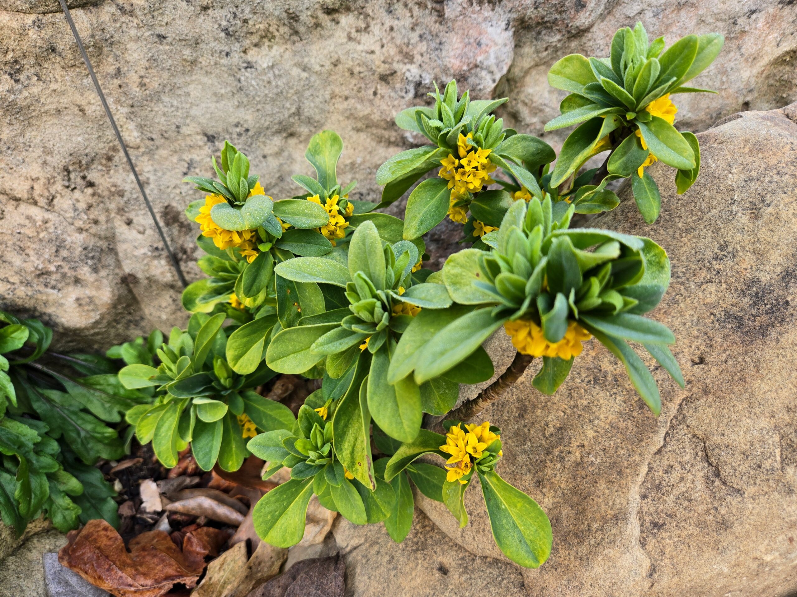 Daphne pseudomezeureum