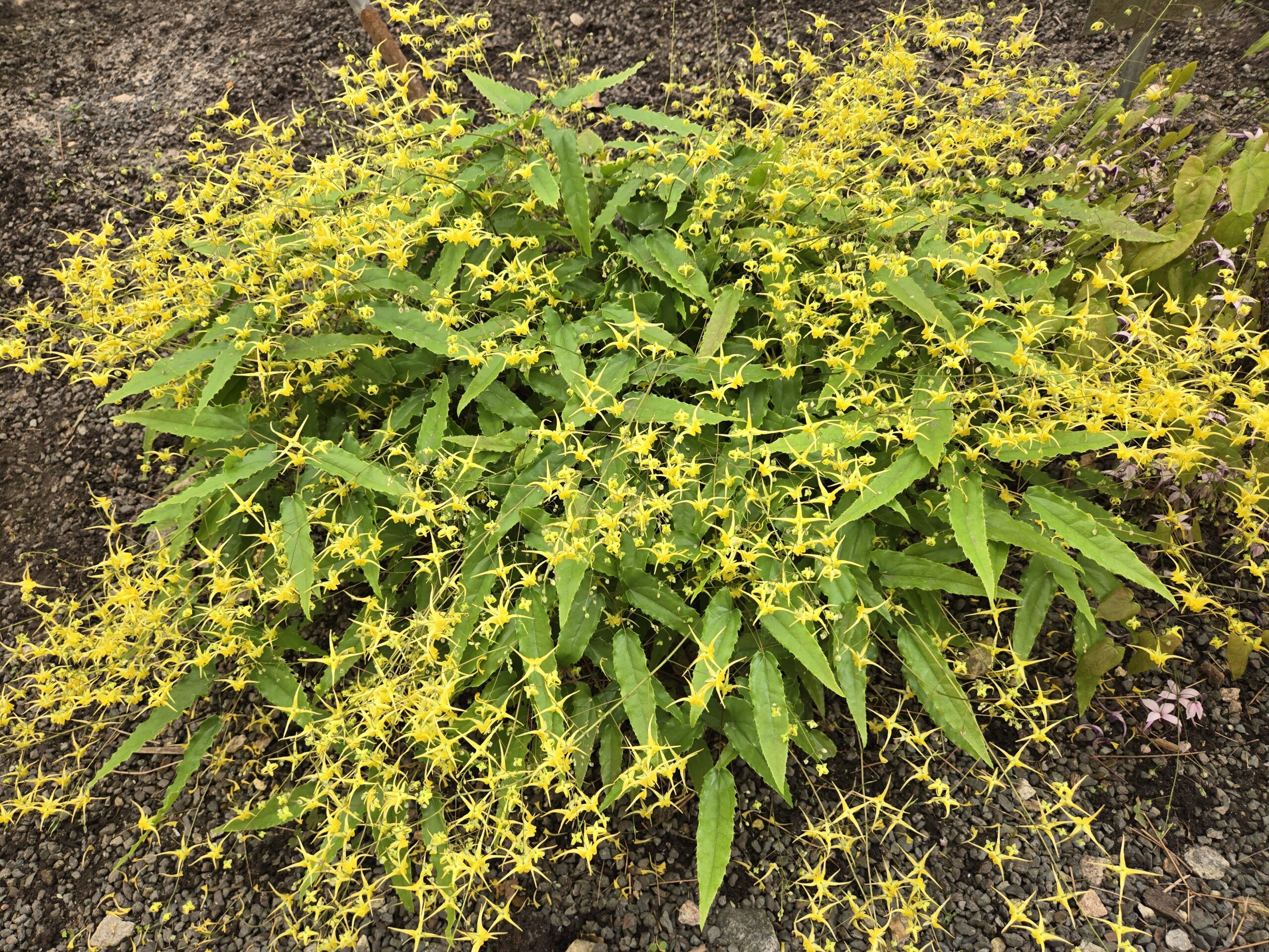Epimedium 'Lyrical Lemonade'