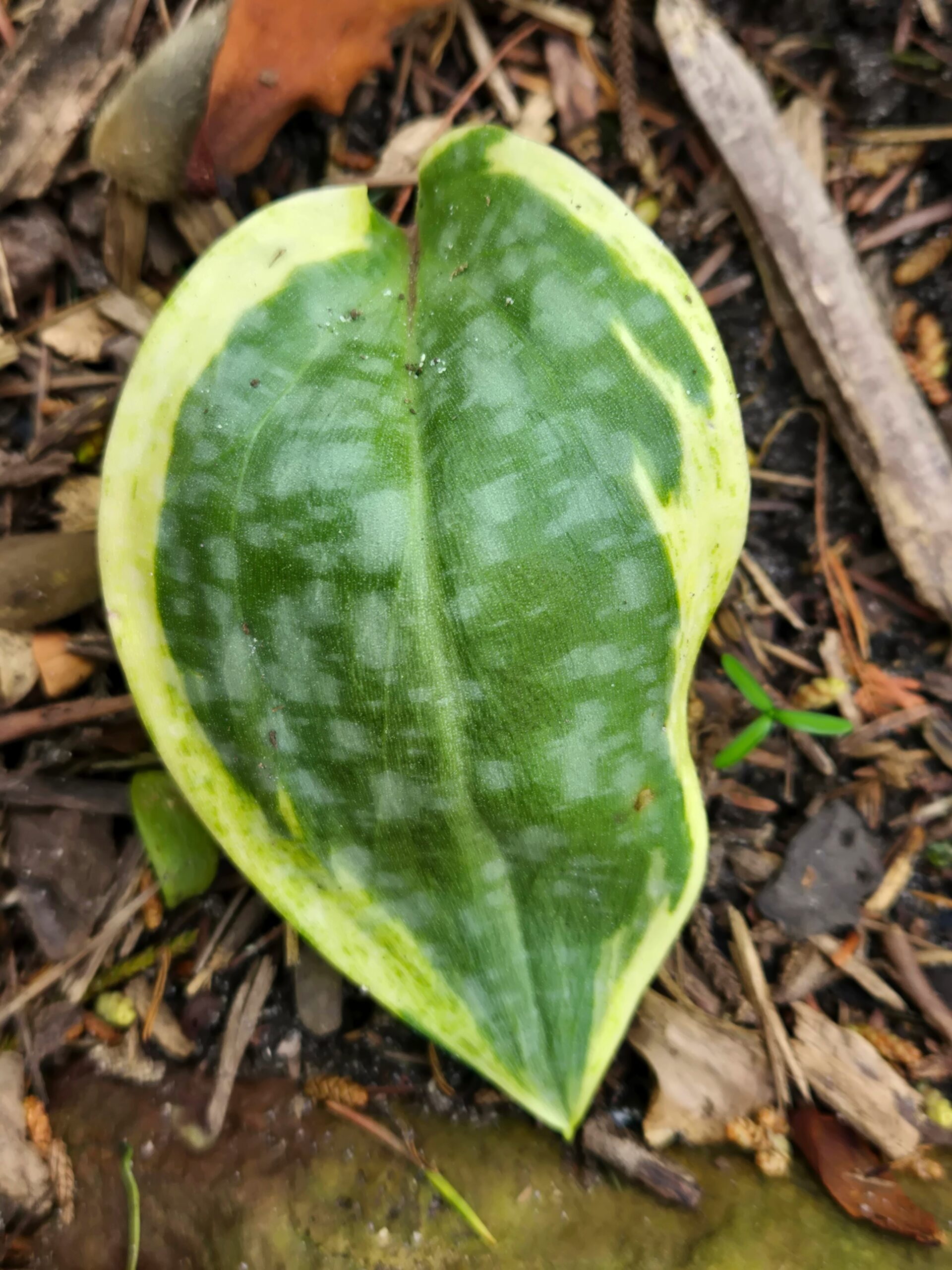 Erythronium umbillicatum 'Parks Mill'