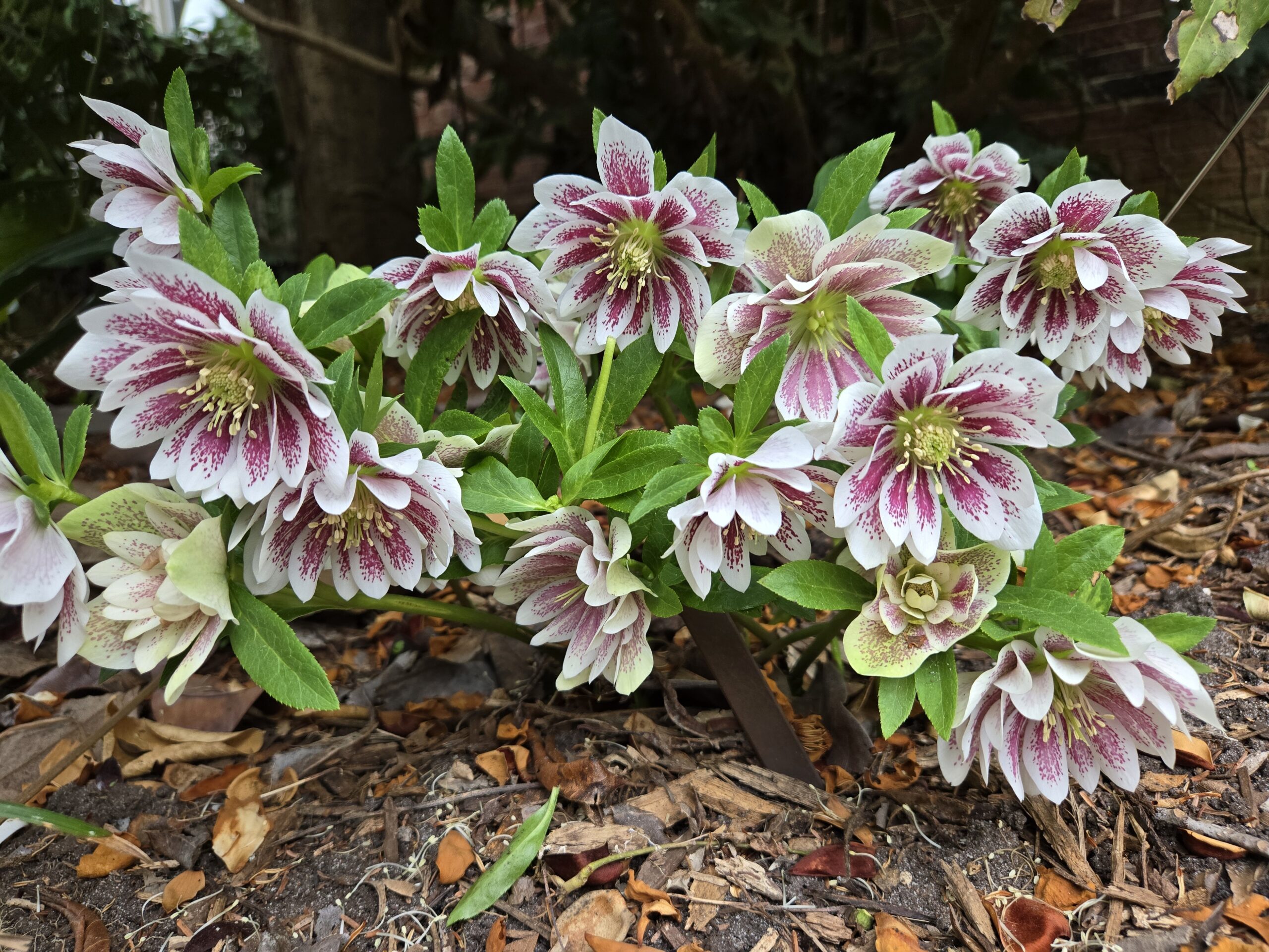 Helleborus x hyybridus 'Painted Doubles'