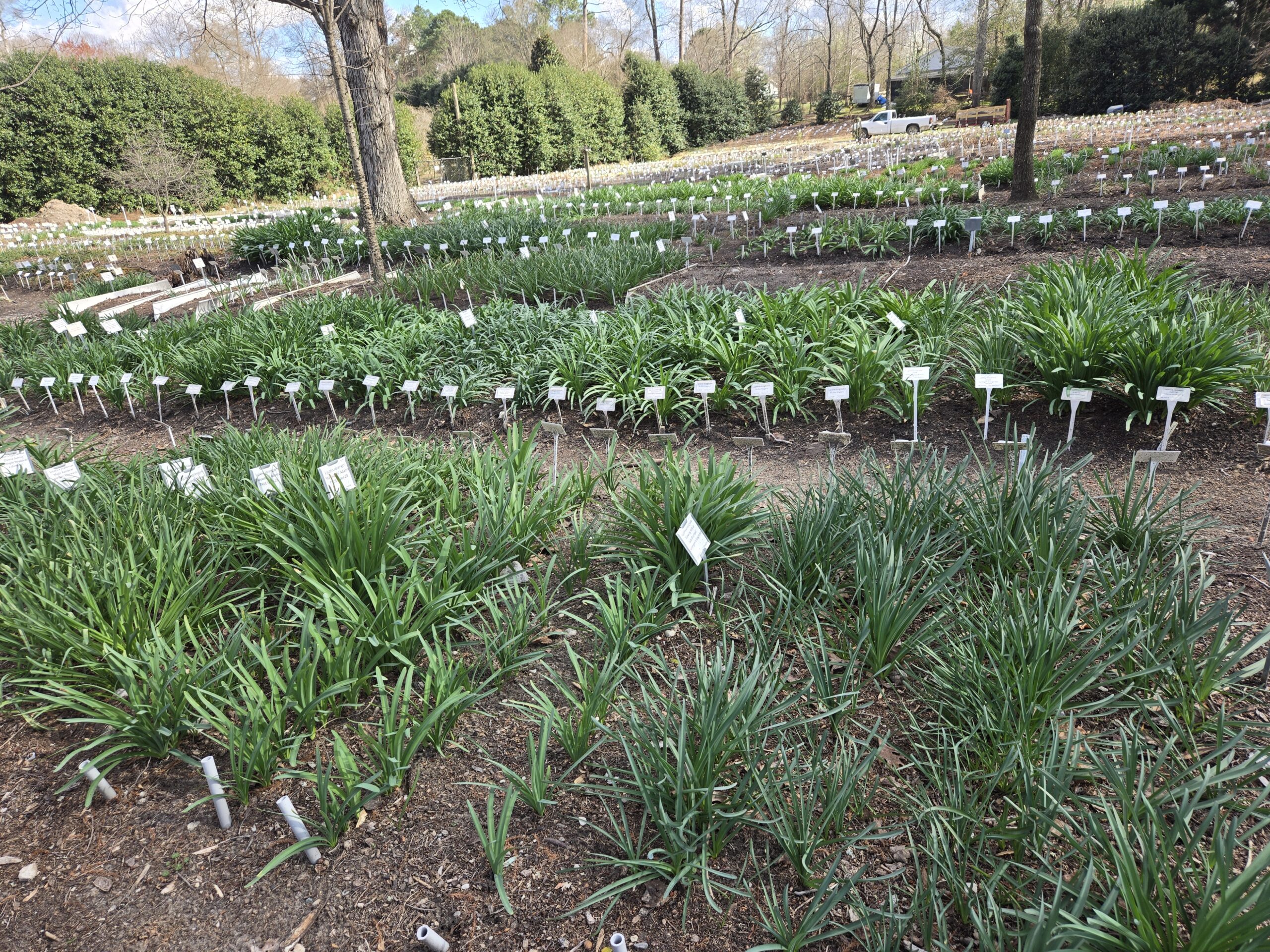 Lycoris spring-foliage selections
