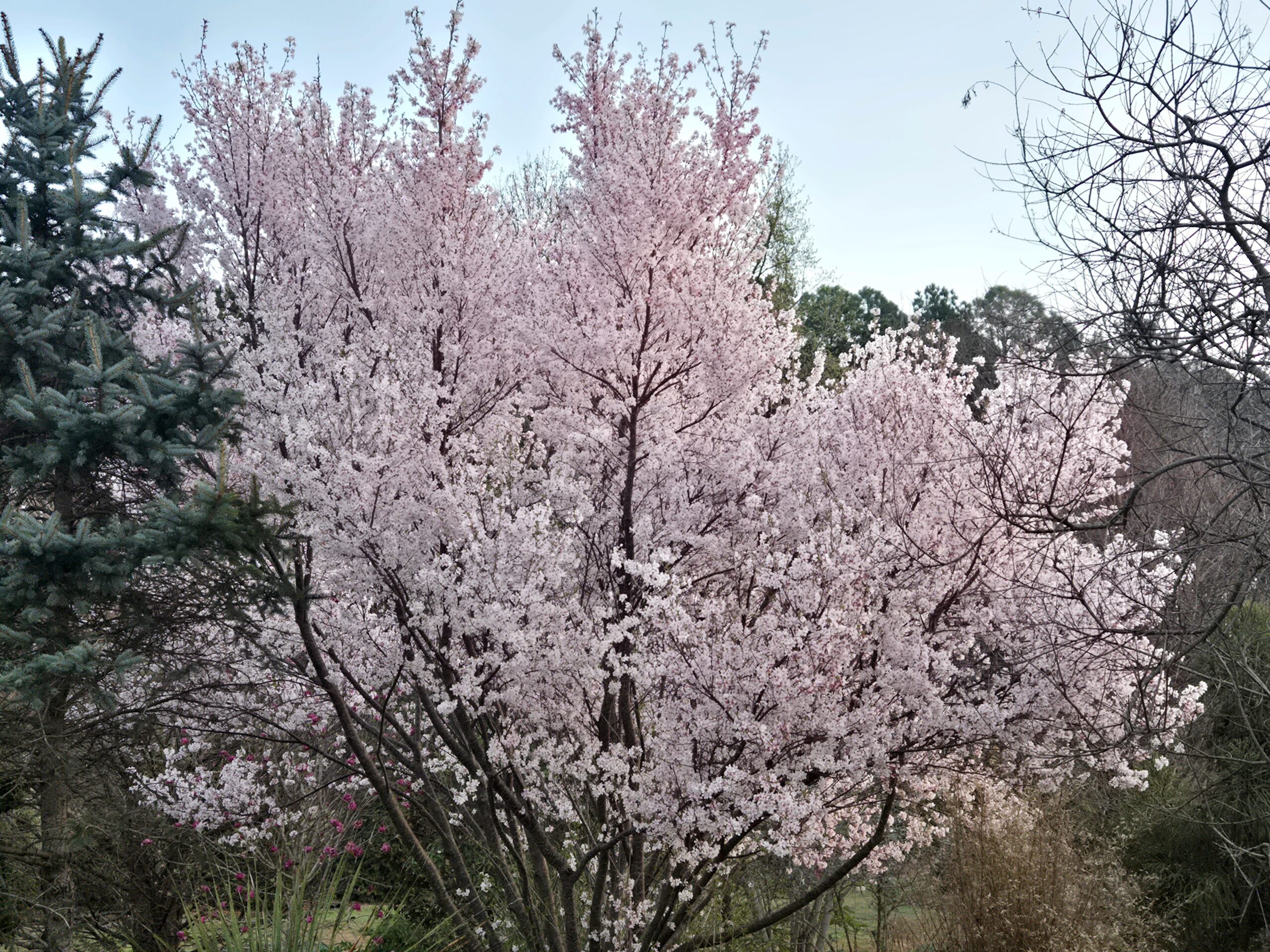 Prunus x subhirtella 'Scott Early'