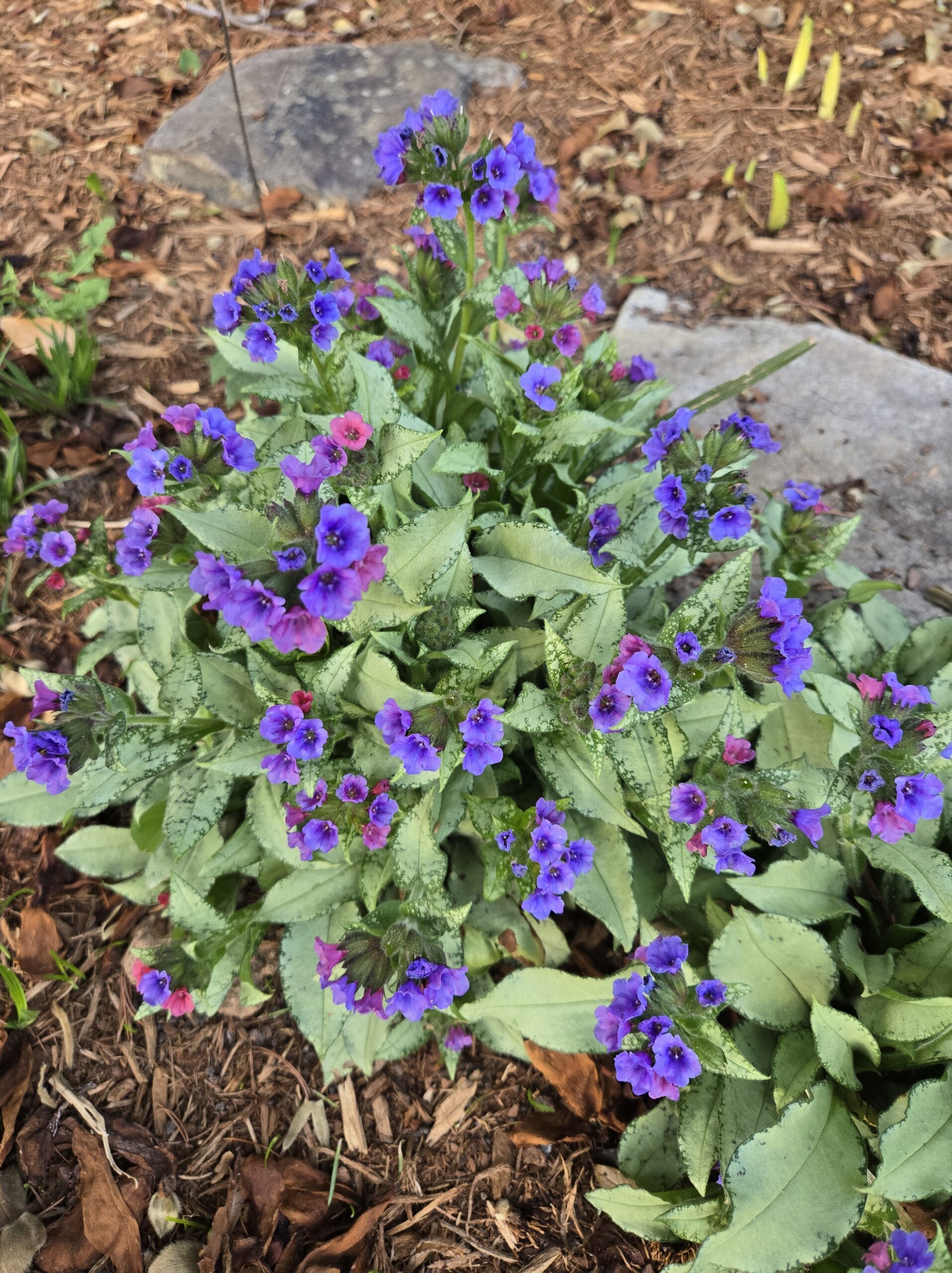 Pulmonaria 'Diana Clare'