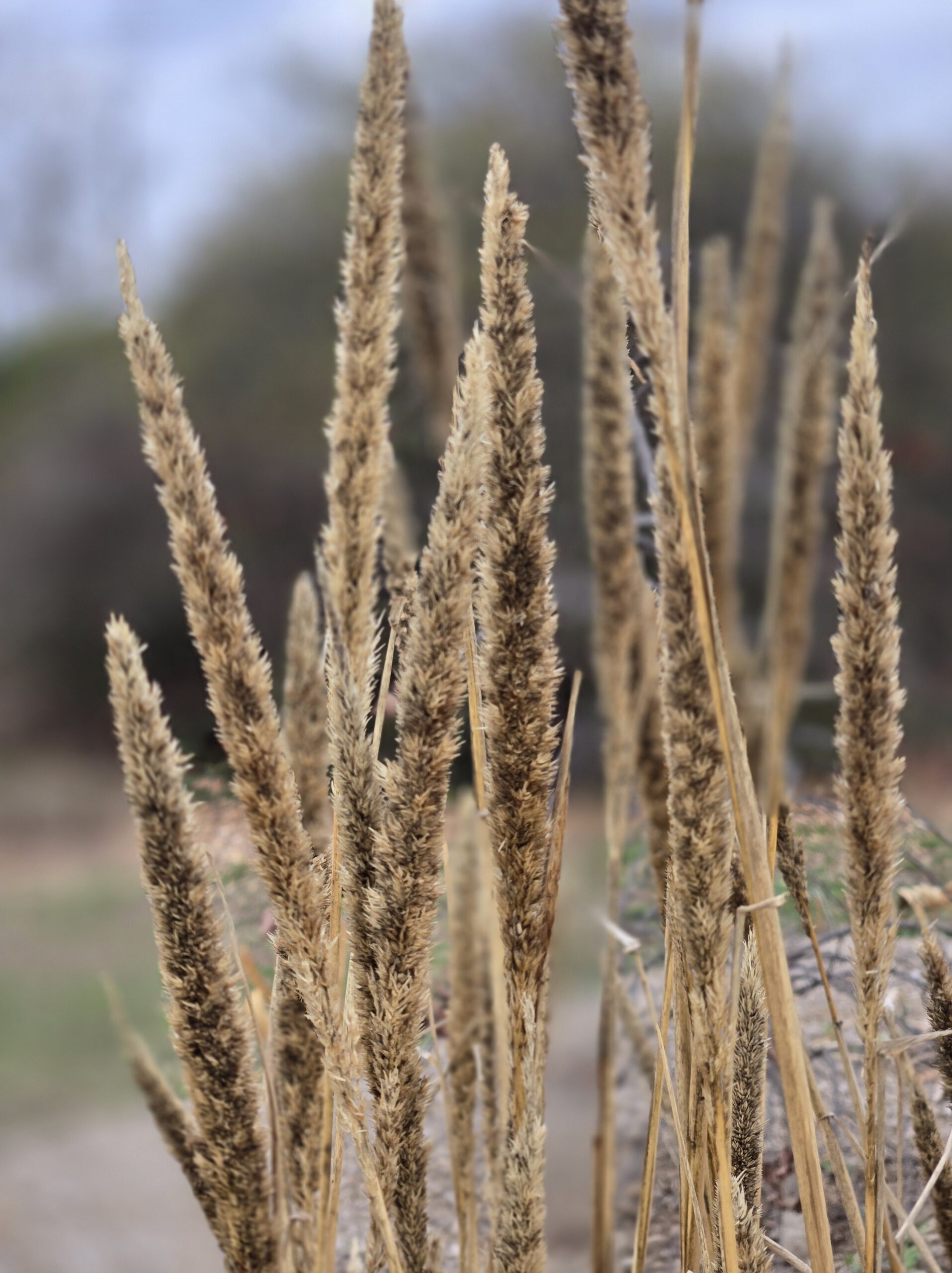 Tridens strictus 'Buffalo Feathers'