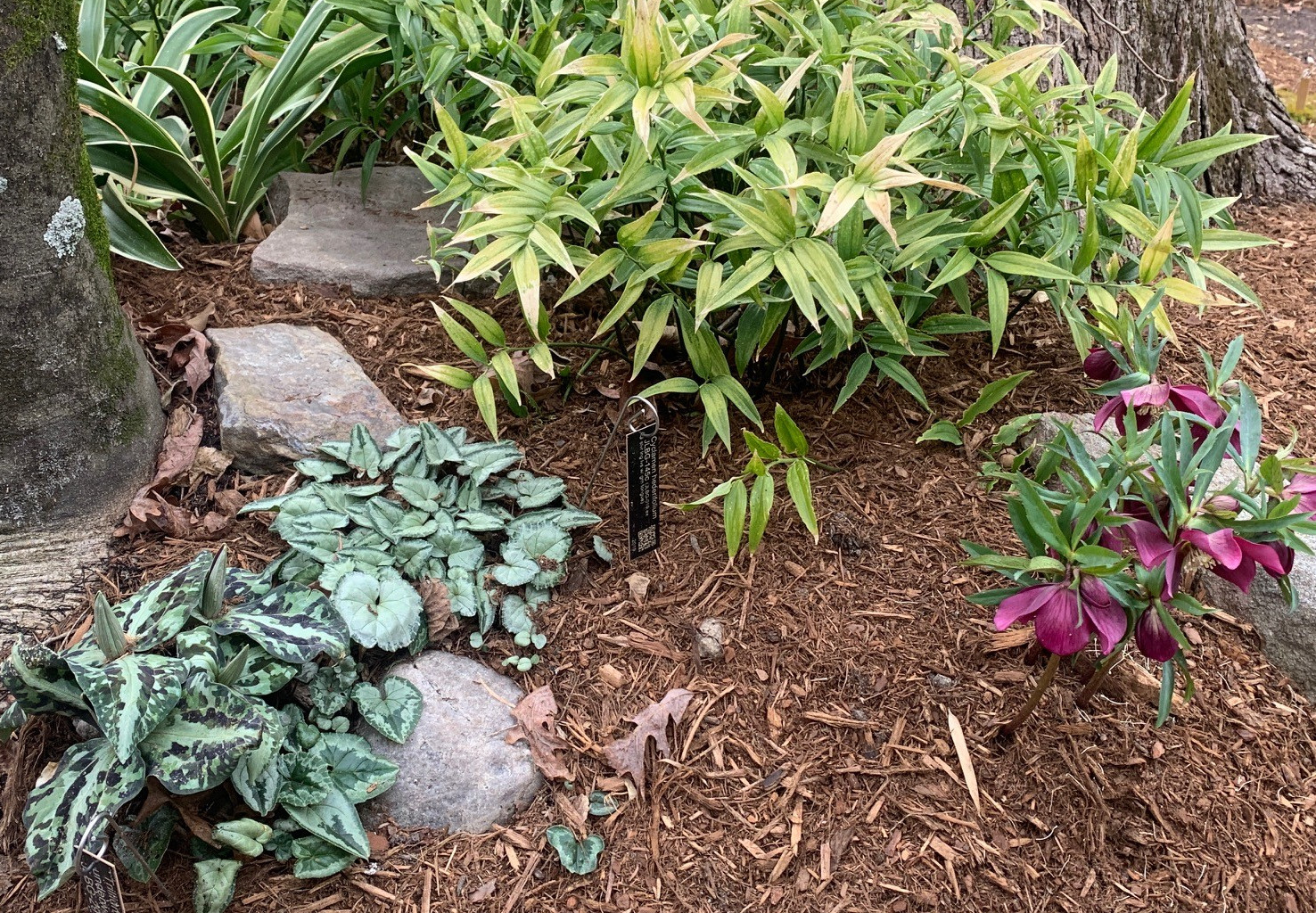 Trillium, cyclamen, hellebore