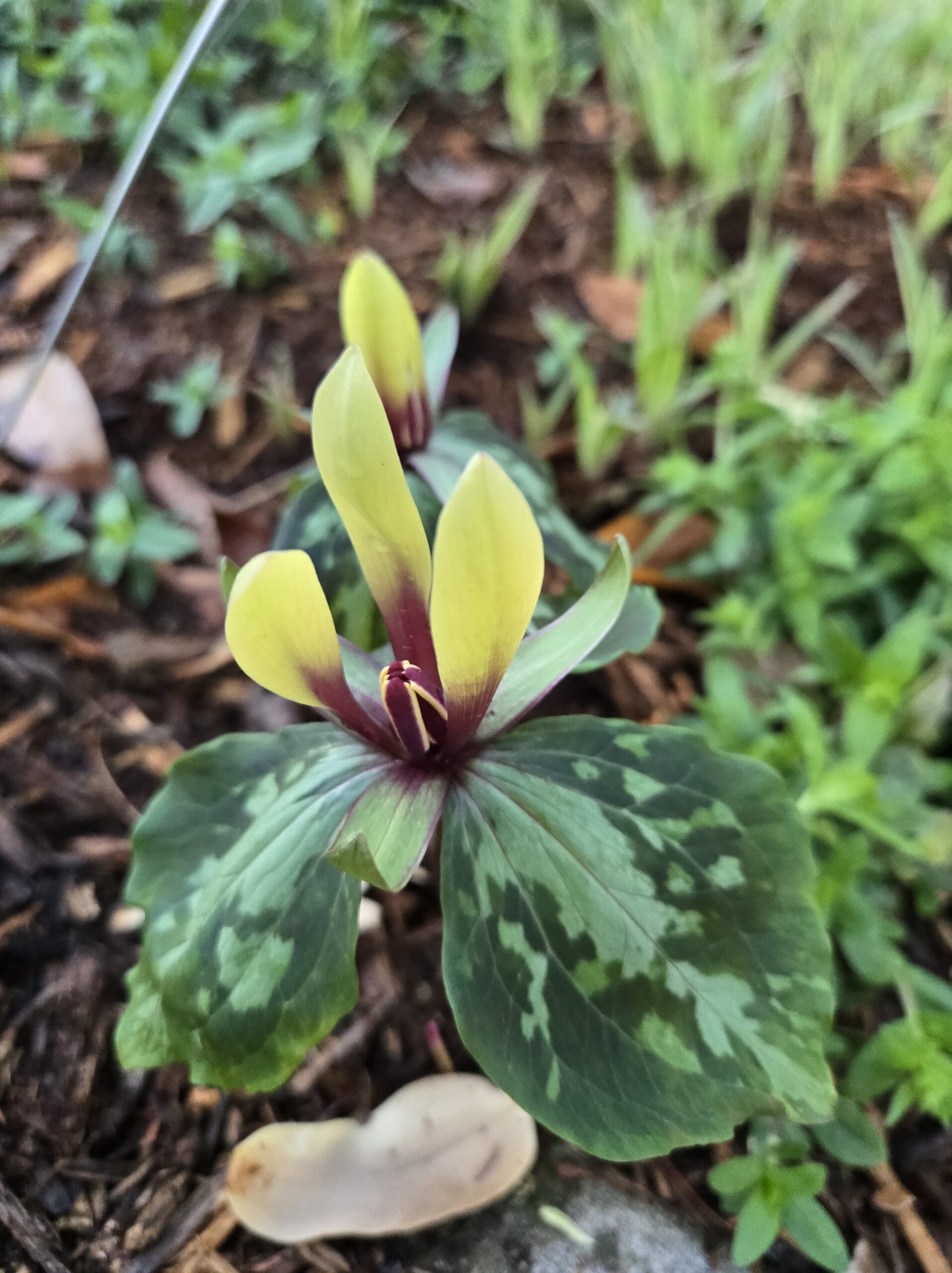Trillium maculatum var. simulans