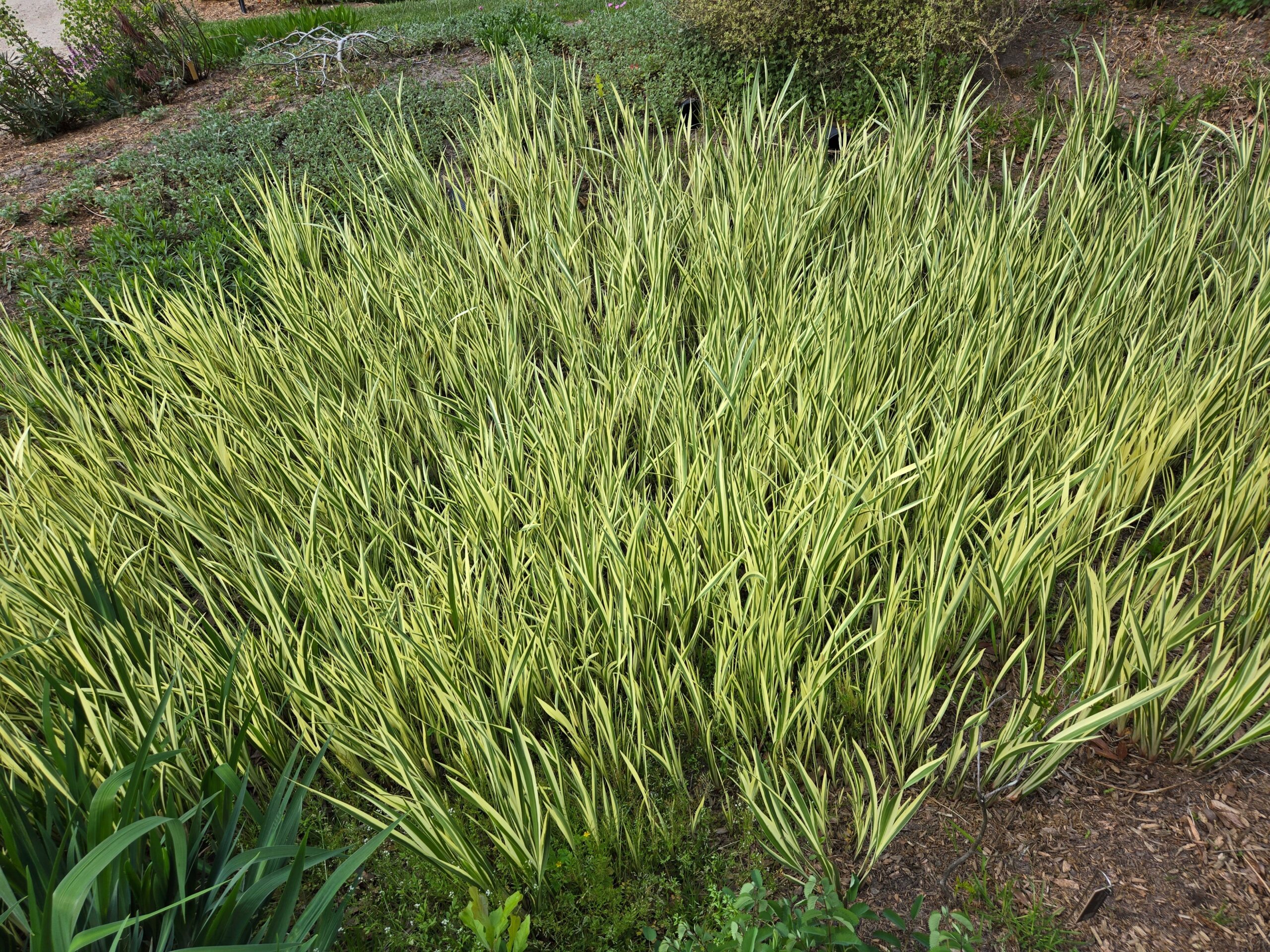 Acorus calamus 'Argenteostriatus'