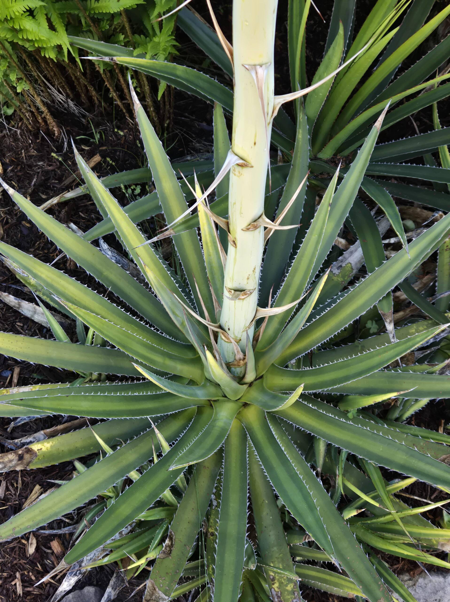 Agave lophantha 'Goldfinger'