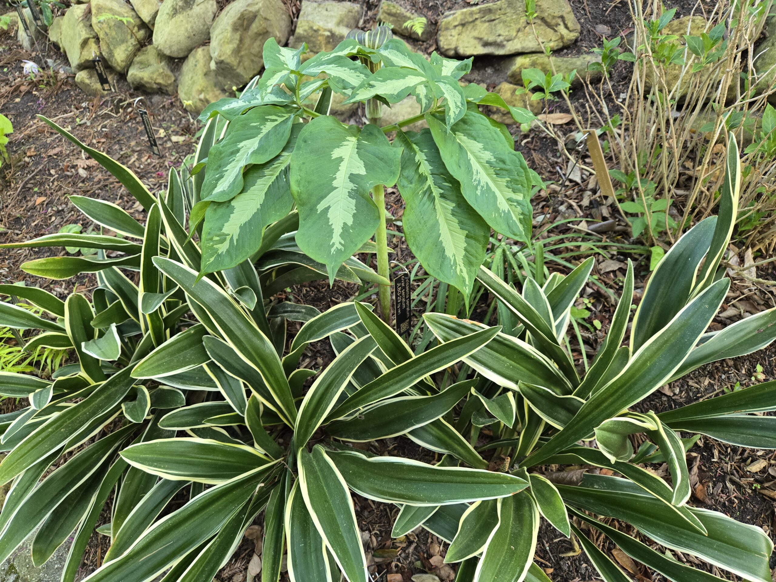 Arisaema serratum, Rohdea japonica 'Sekkei-no-Homare'