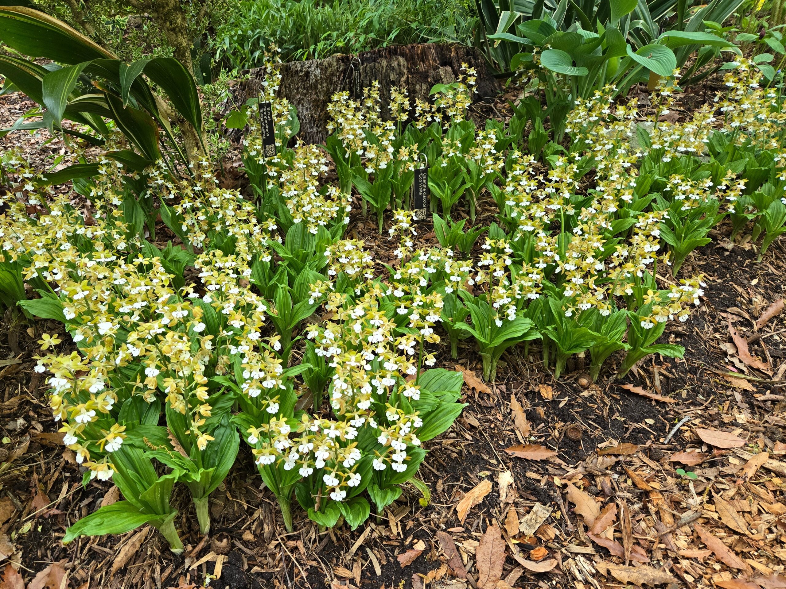 Calanthe discolor 'Eco White'