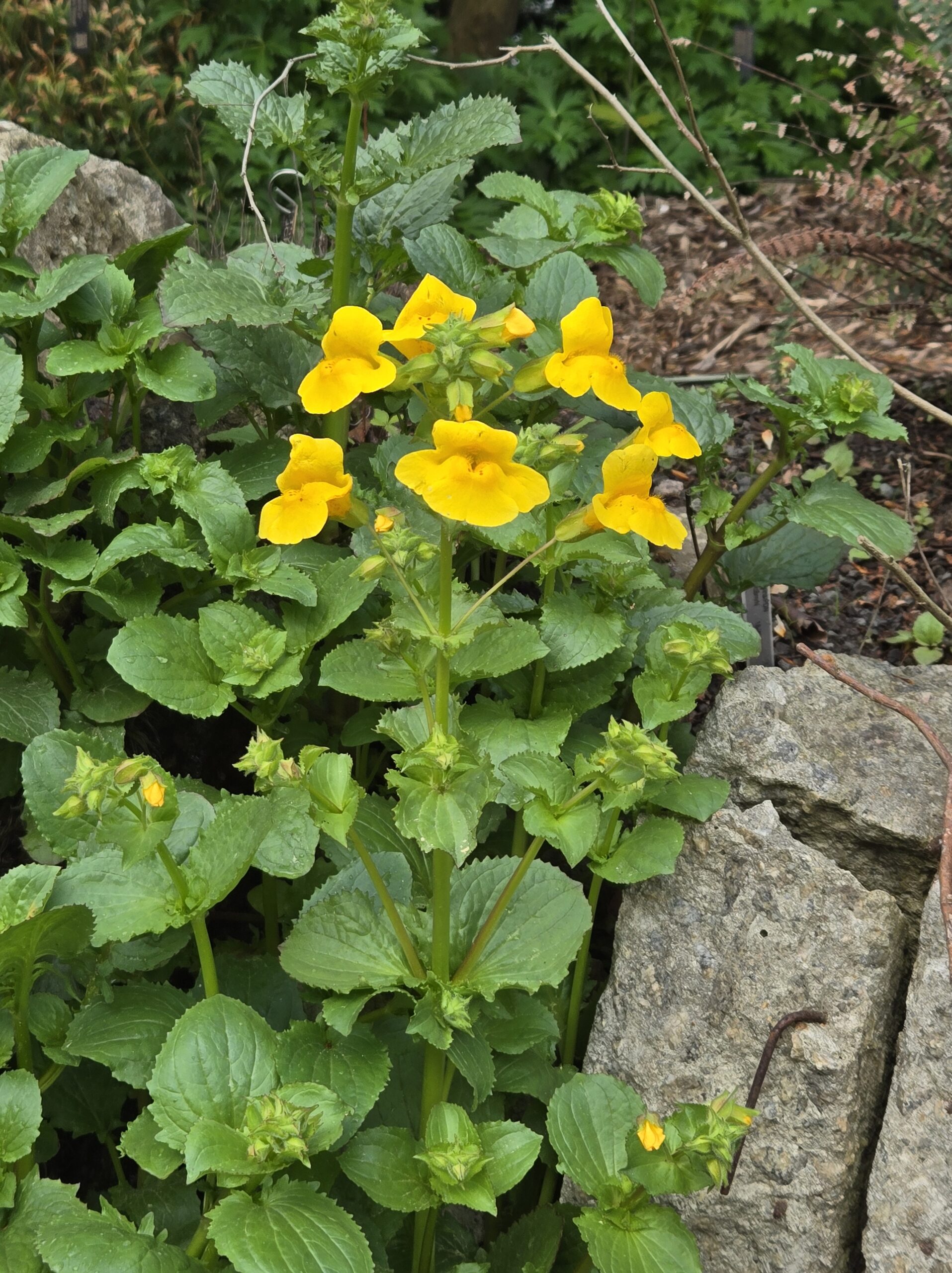Calceolaria sp.