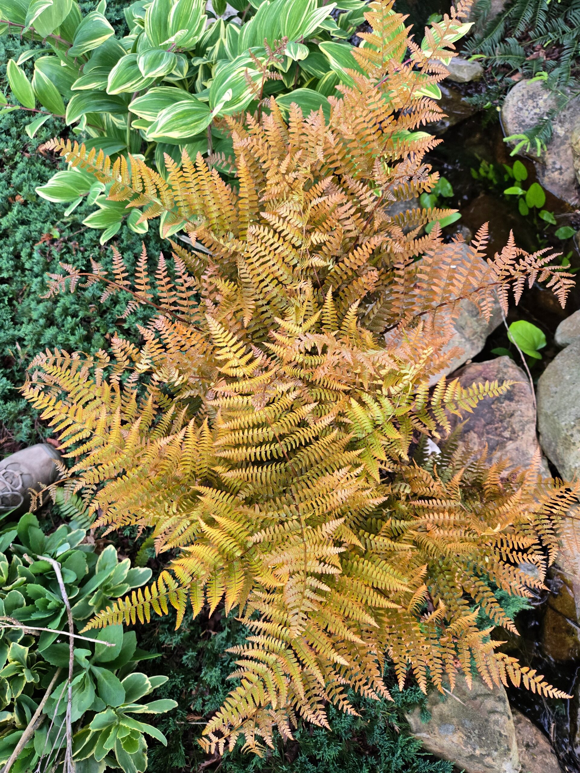 Dryopteris erythrosora 'Brilliance'