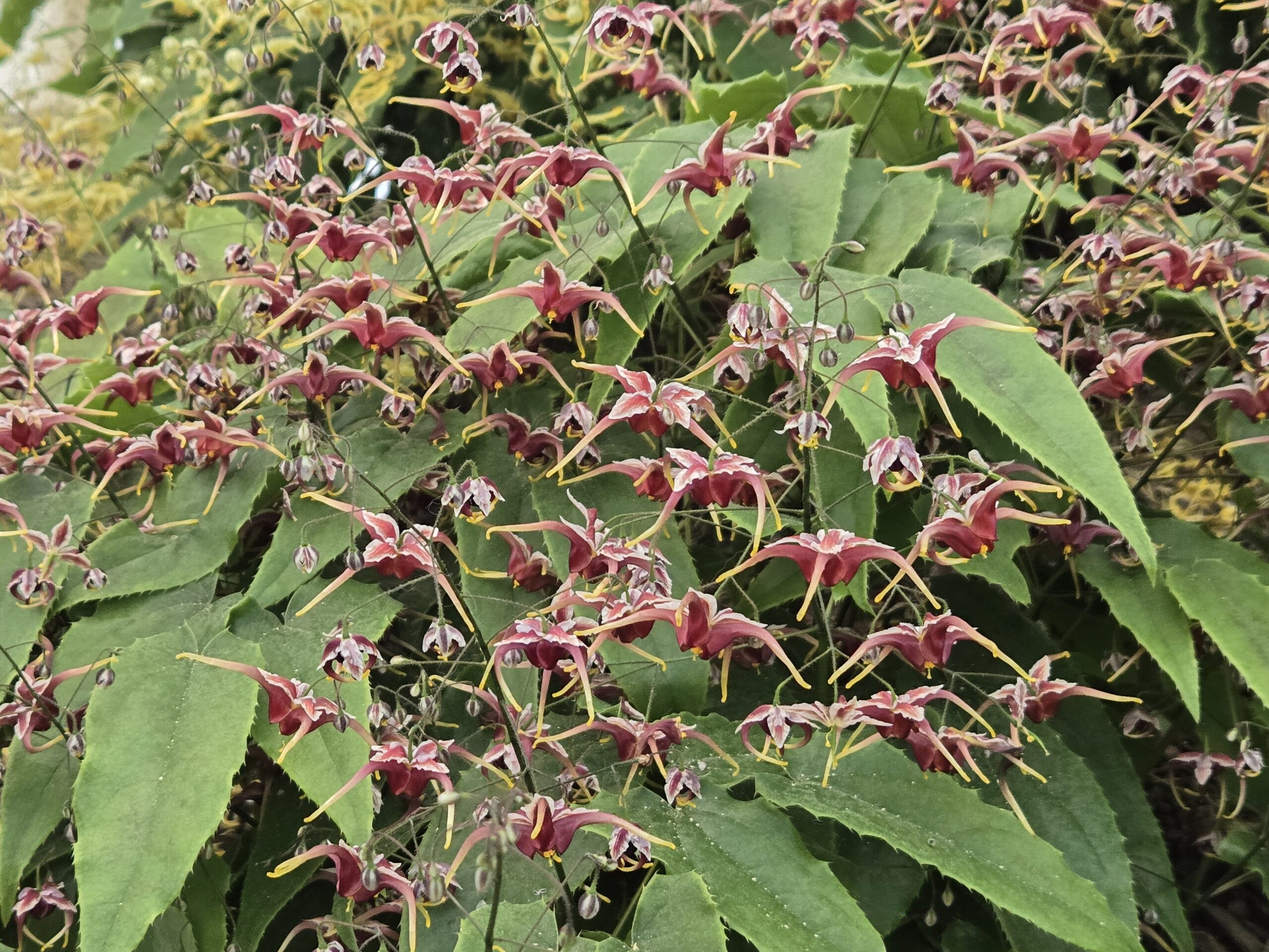 Epimedium 'Cranberry Dancer'