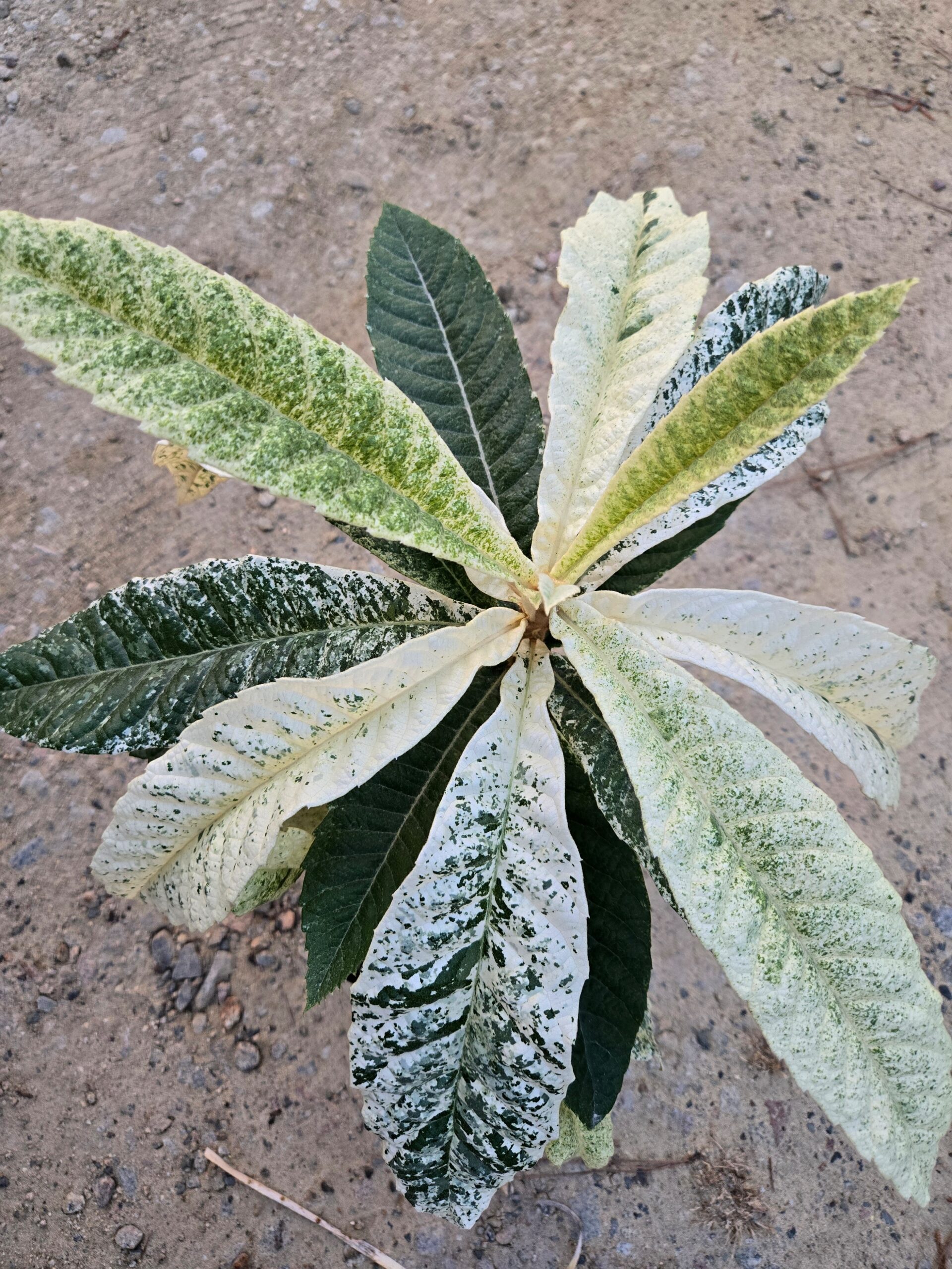 Eriobotrya japonica 'Ghostbuster'