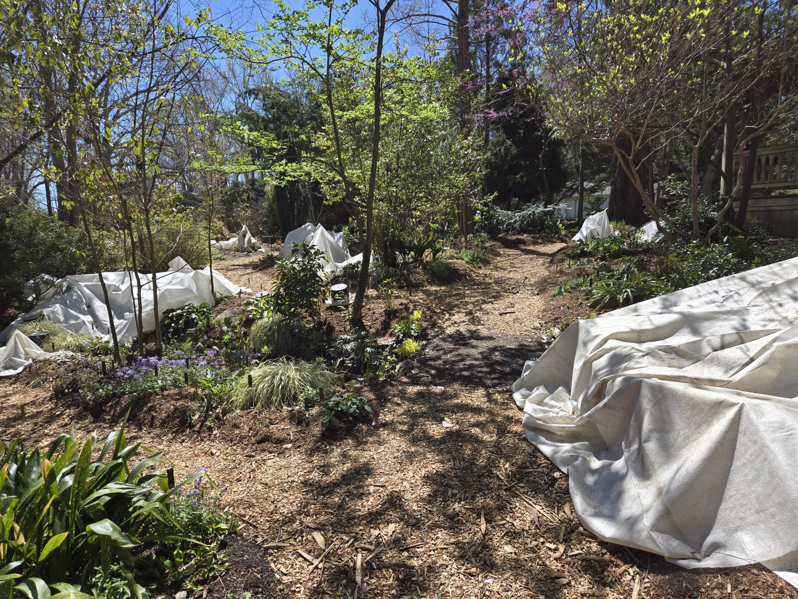 Late spring frost protection