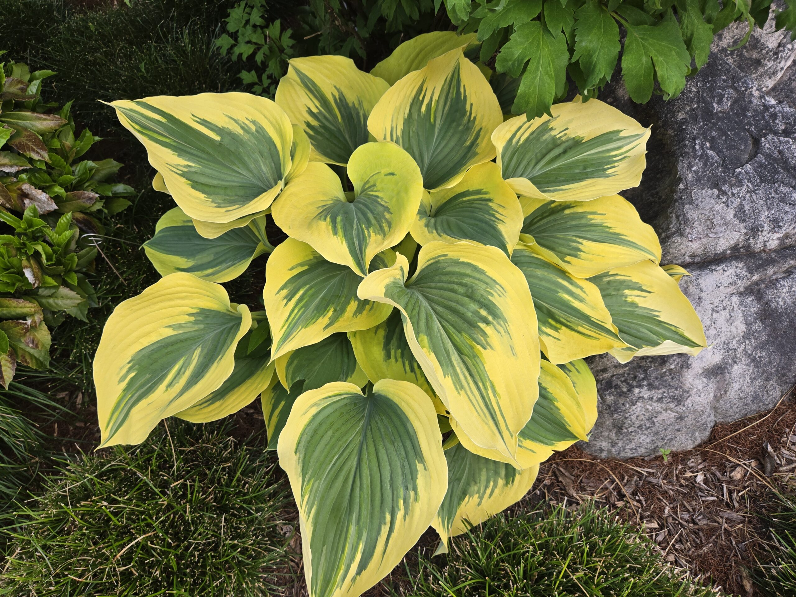 Hosta 'Liberty'