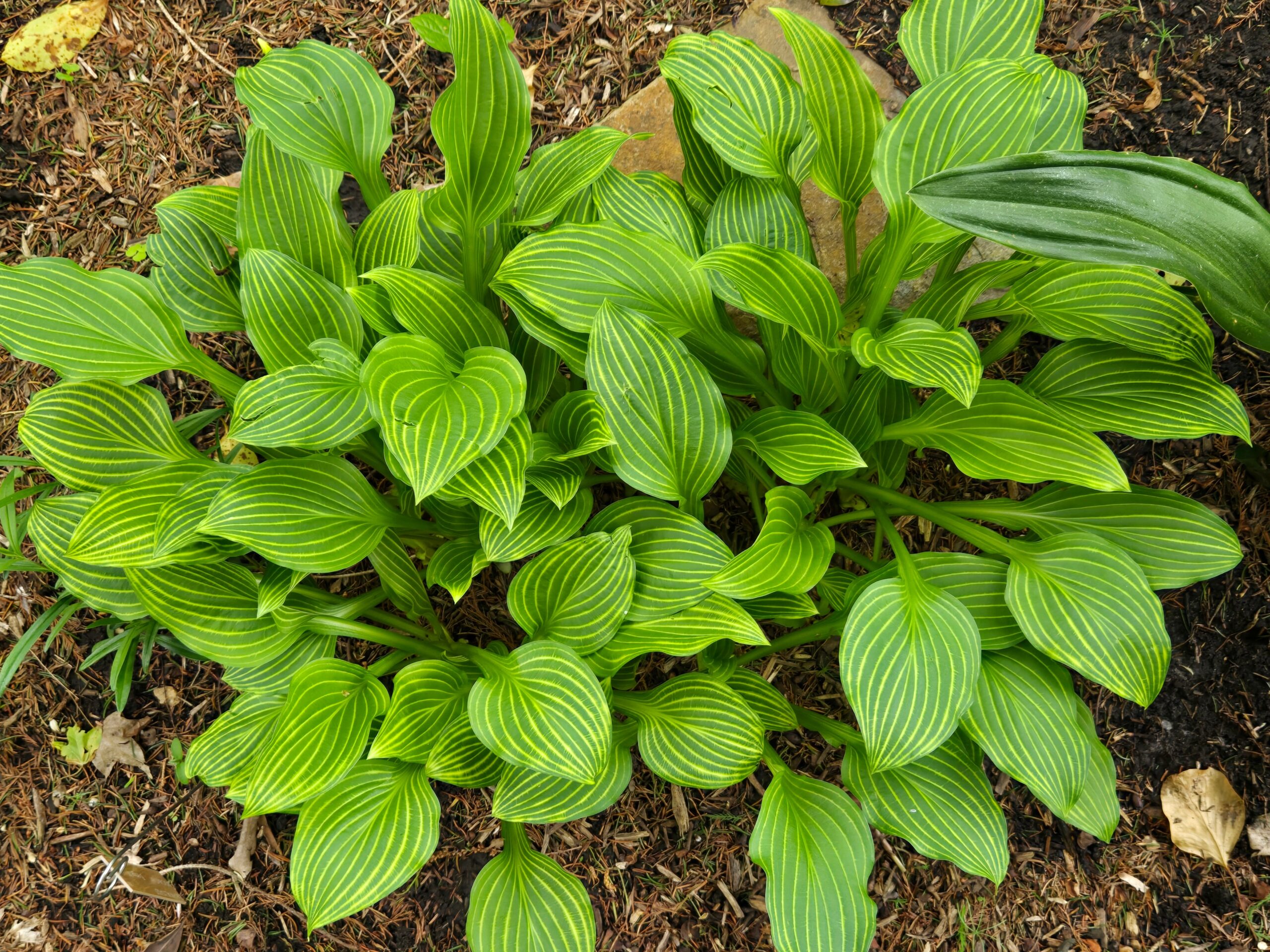 Hosta rectifolia 'Mito-no-Hana'