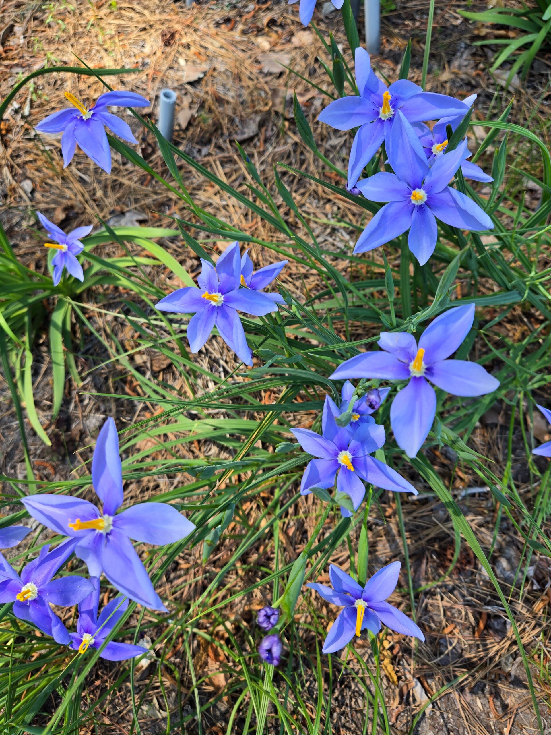 Nemastylis tenuis