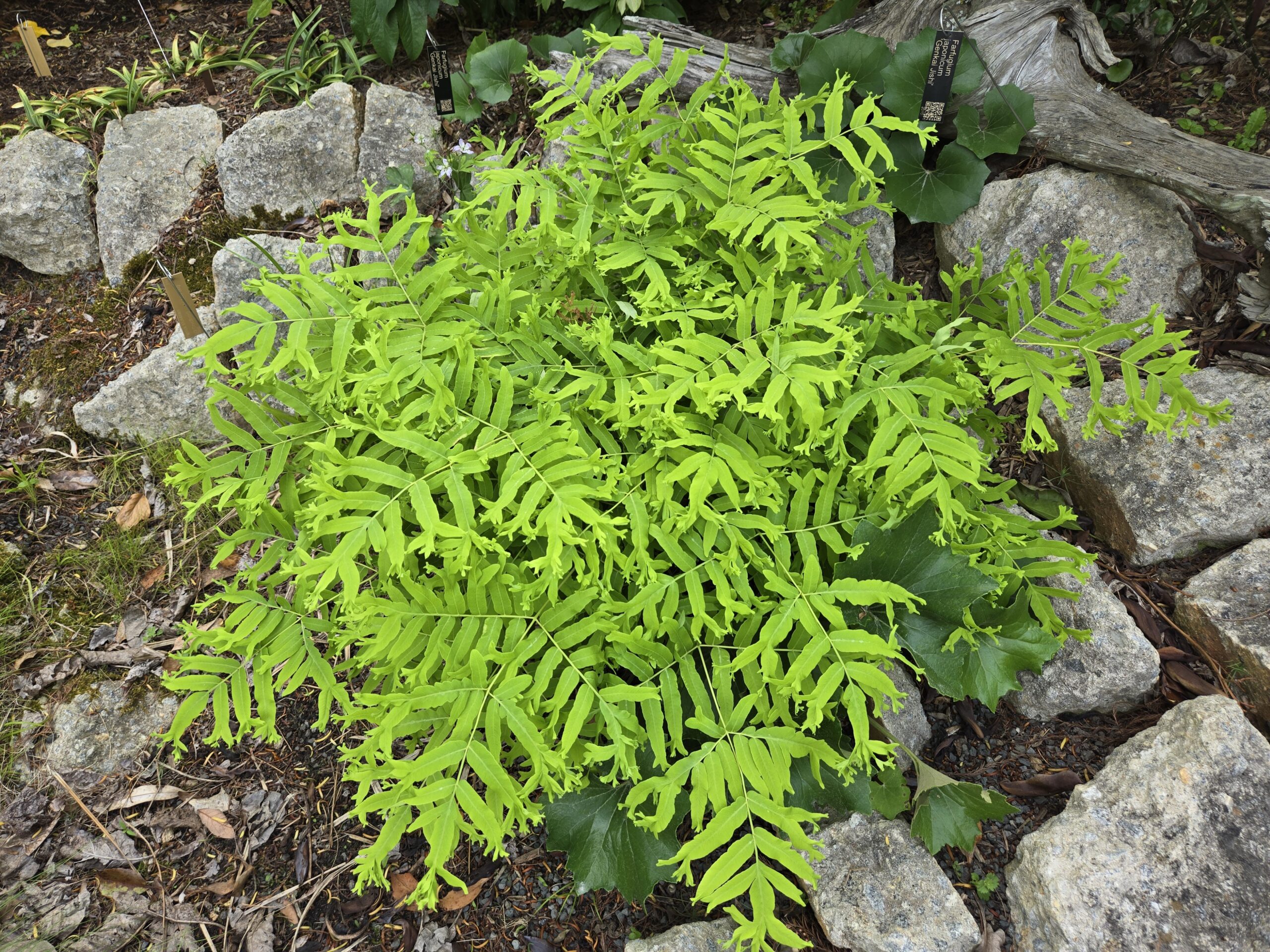 Osmunda japonica 'Gotemba Crest'