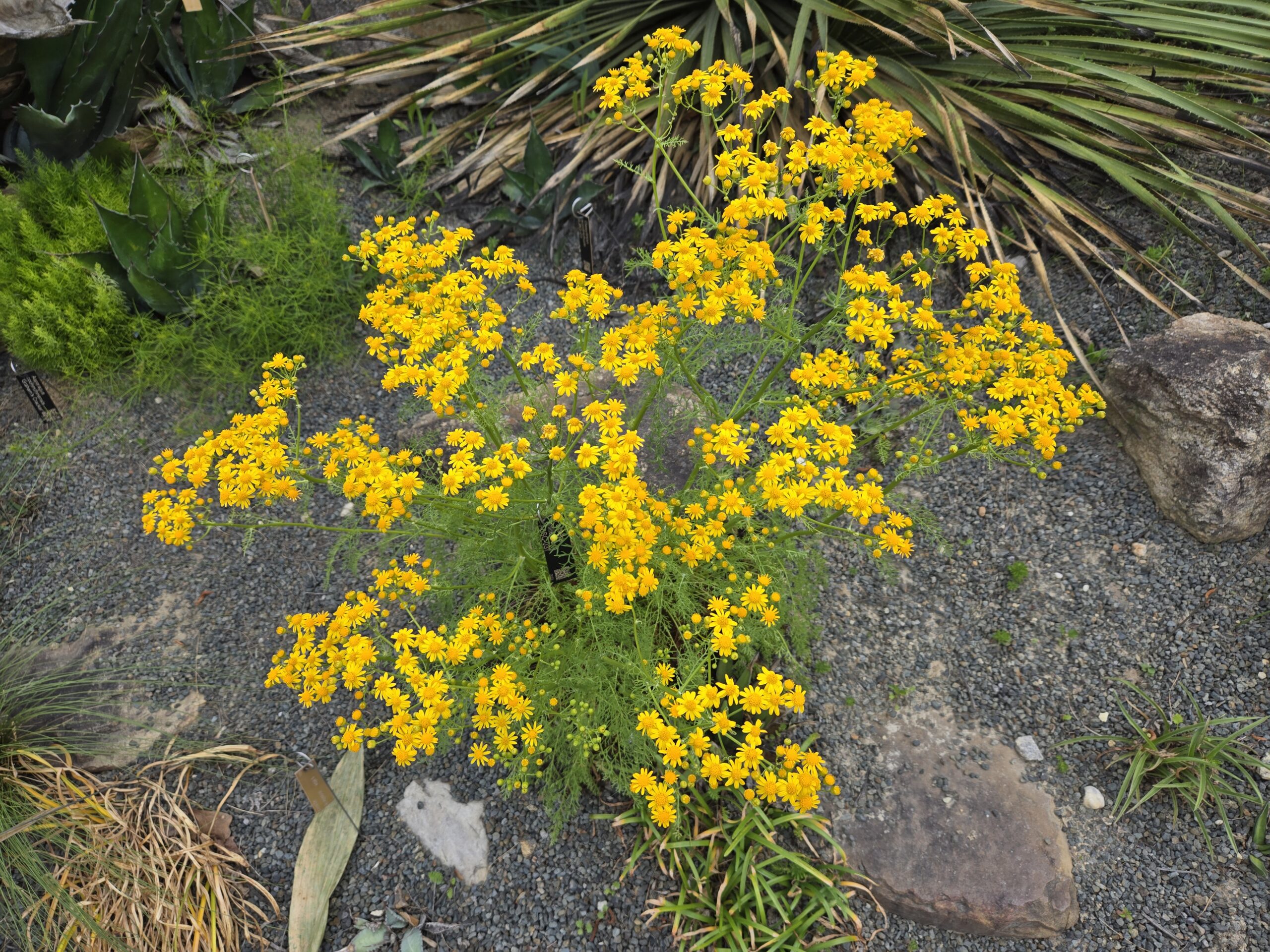 Packera millefolium 'Ain't Misbehavin'