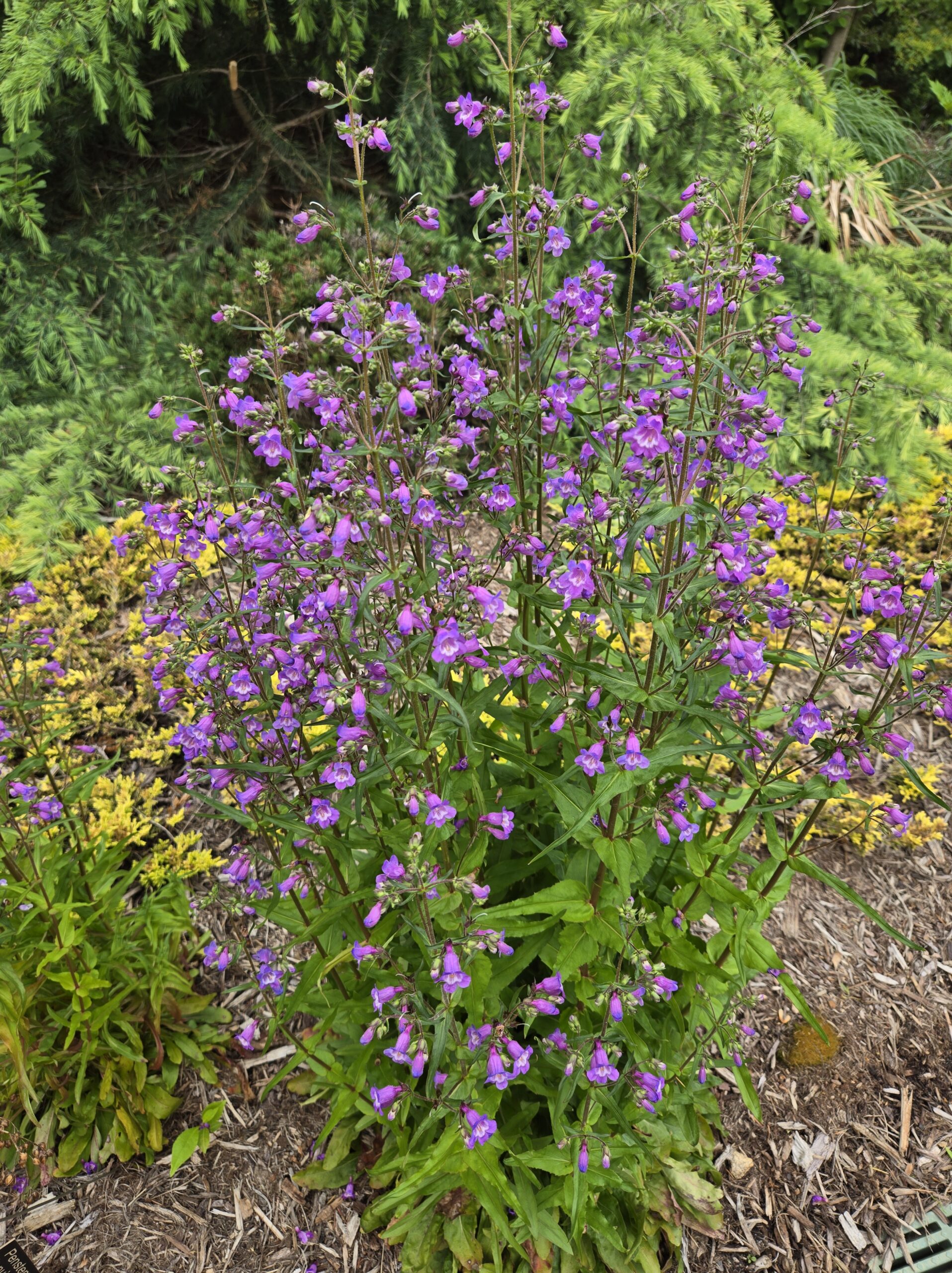 Penstemon tenuis