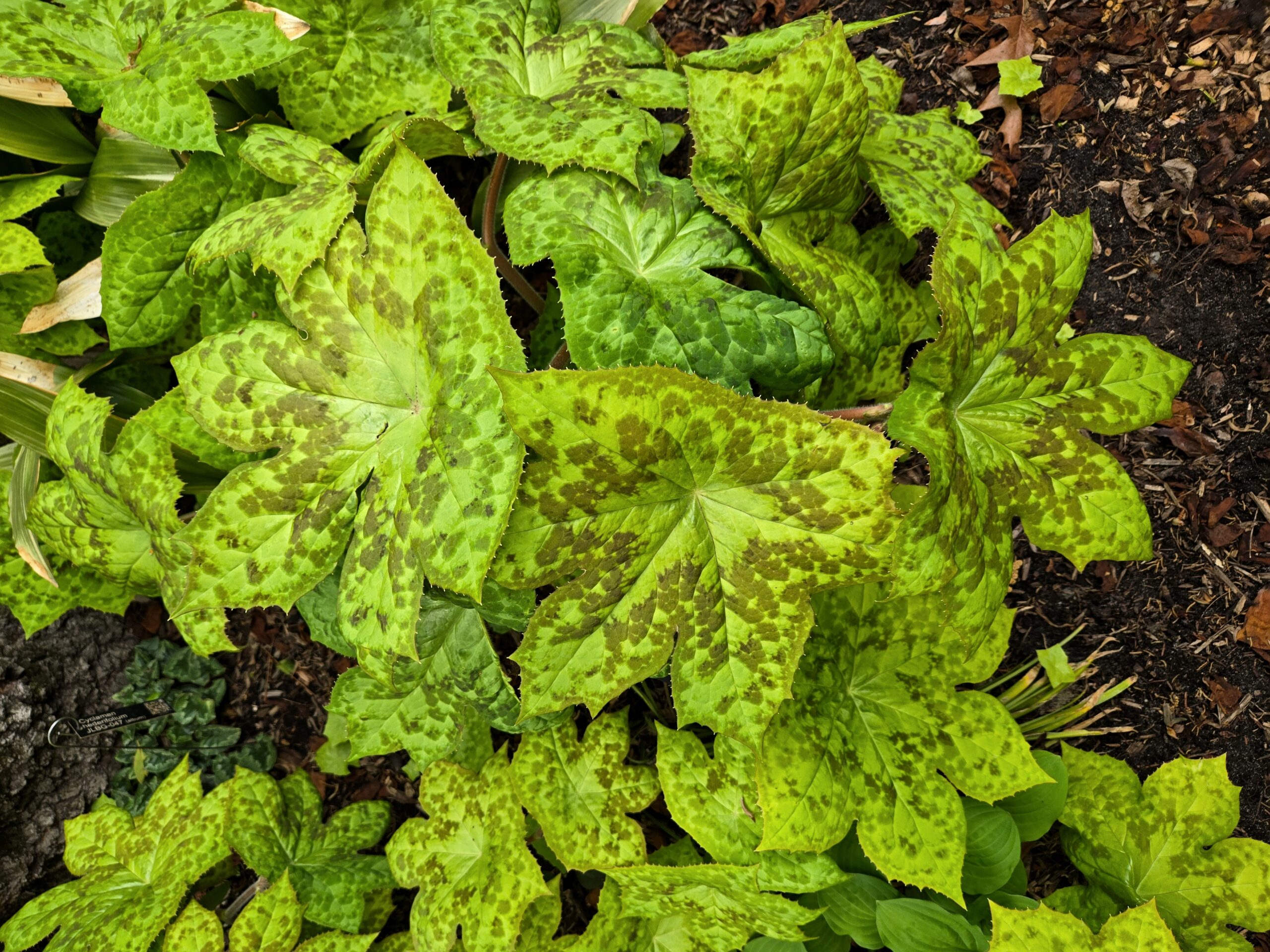 Podophyllum 'Spotty Dotty'