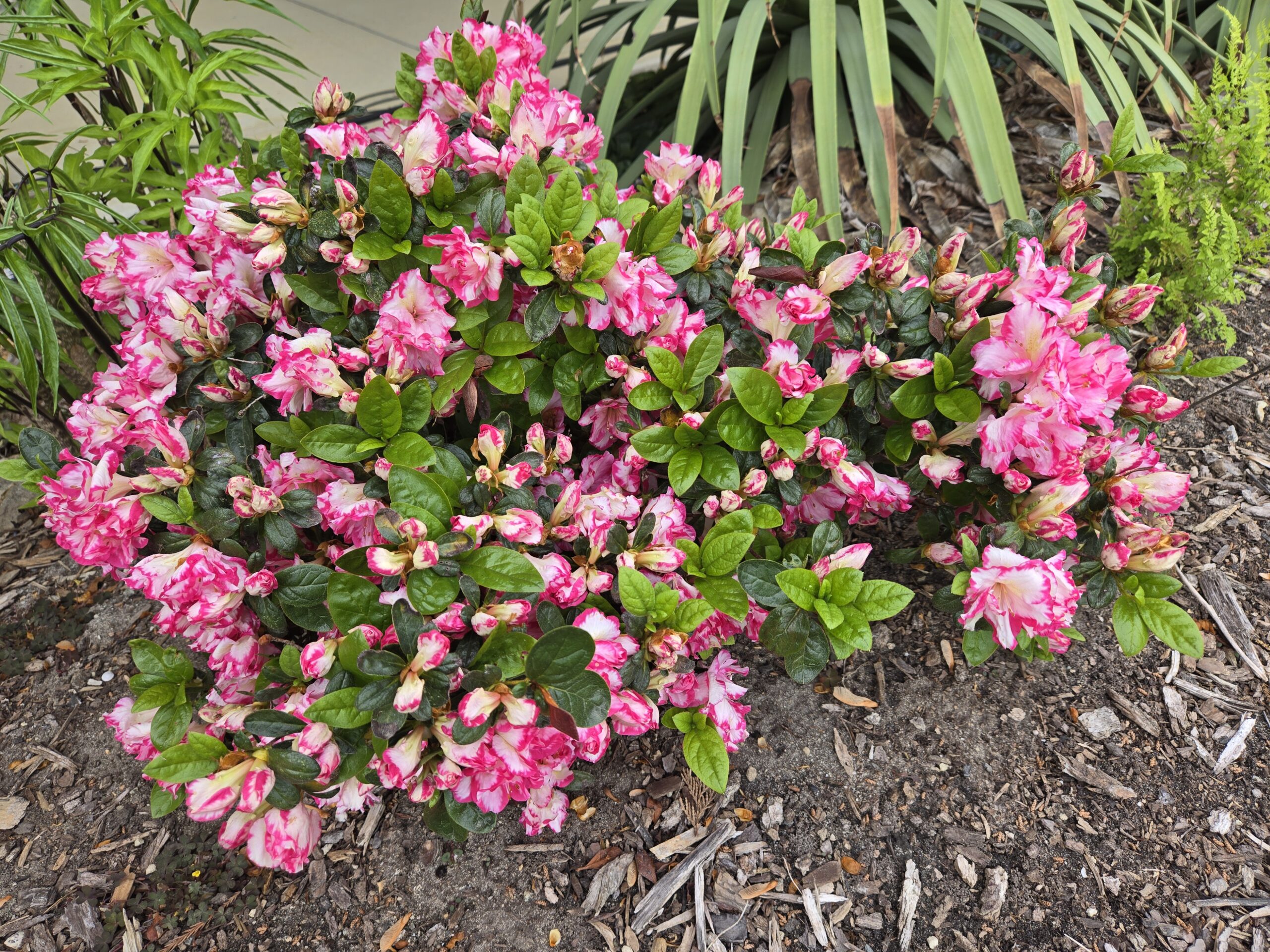 Rhododendron 'Gay Paree'