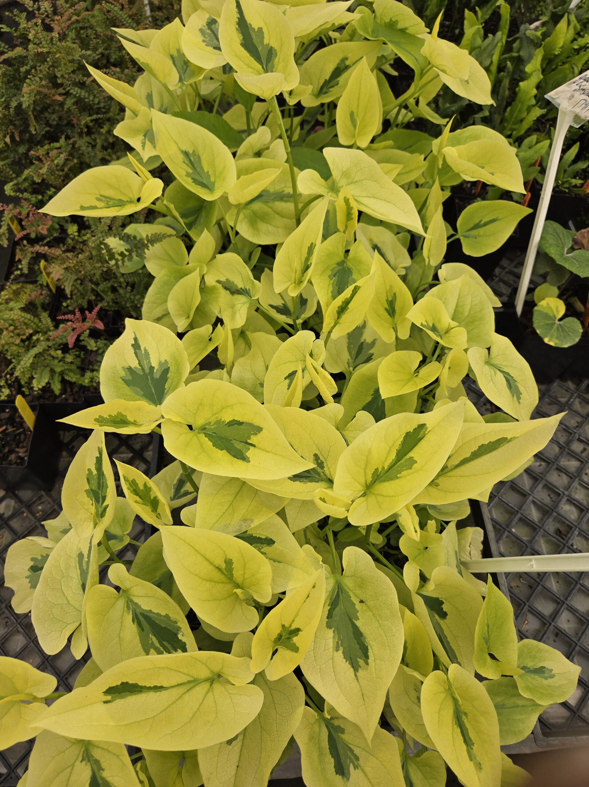 Saururus cernus 'Hertford Streaker'