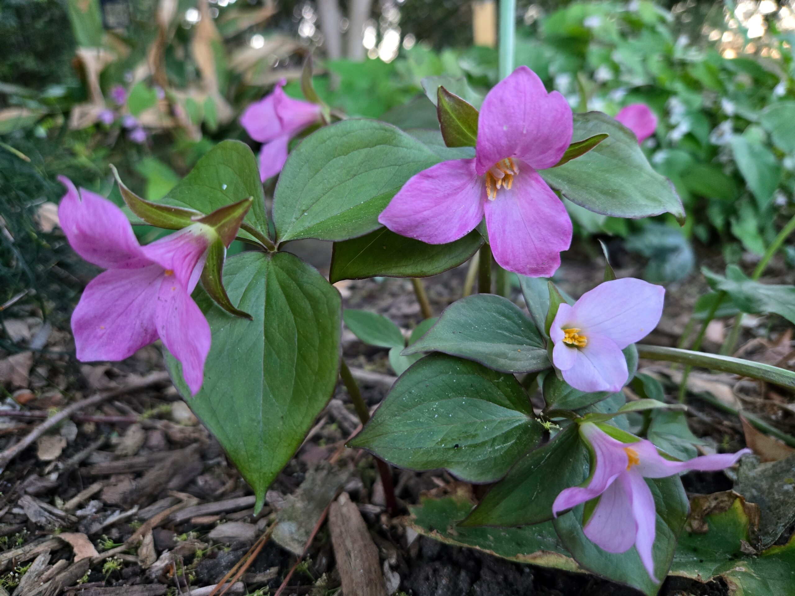 Trillium grandiflorum 'Parkway Pink'