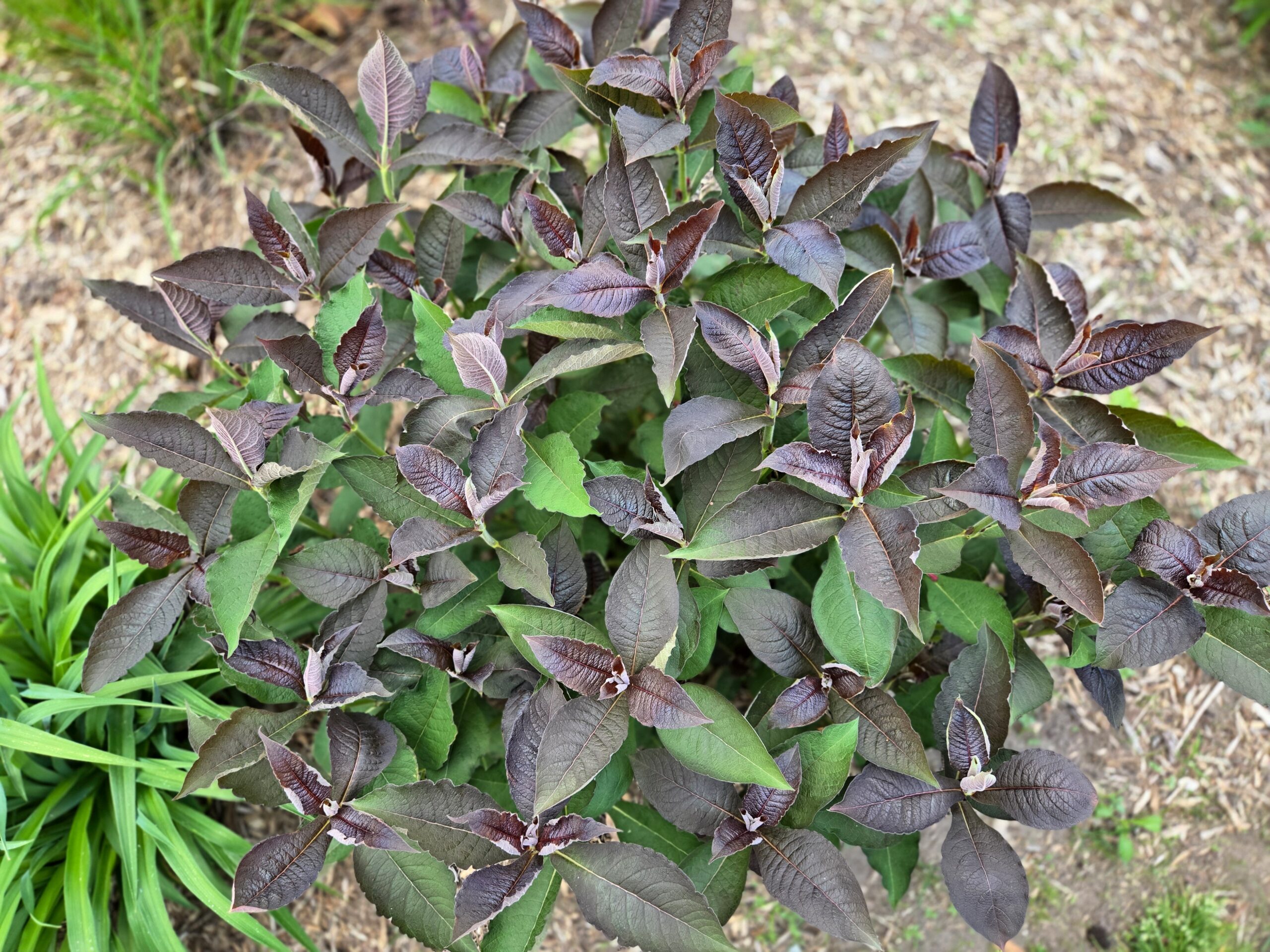 Triosteum aurantiacum 'Barry Purple'