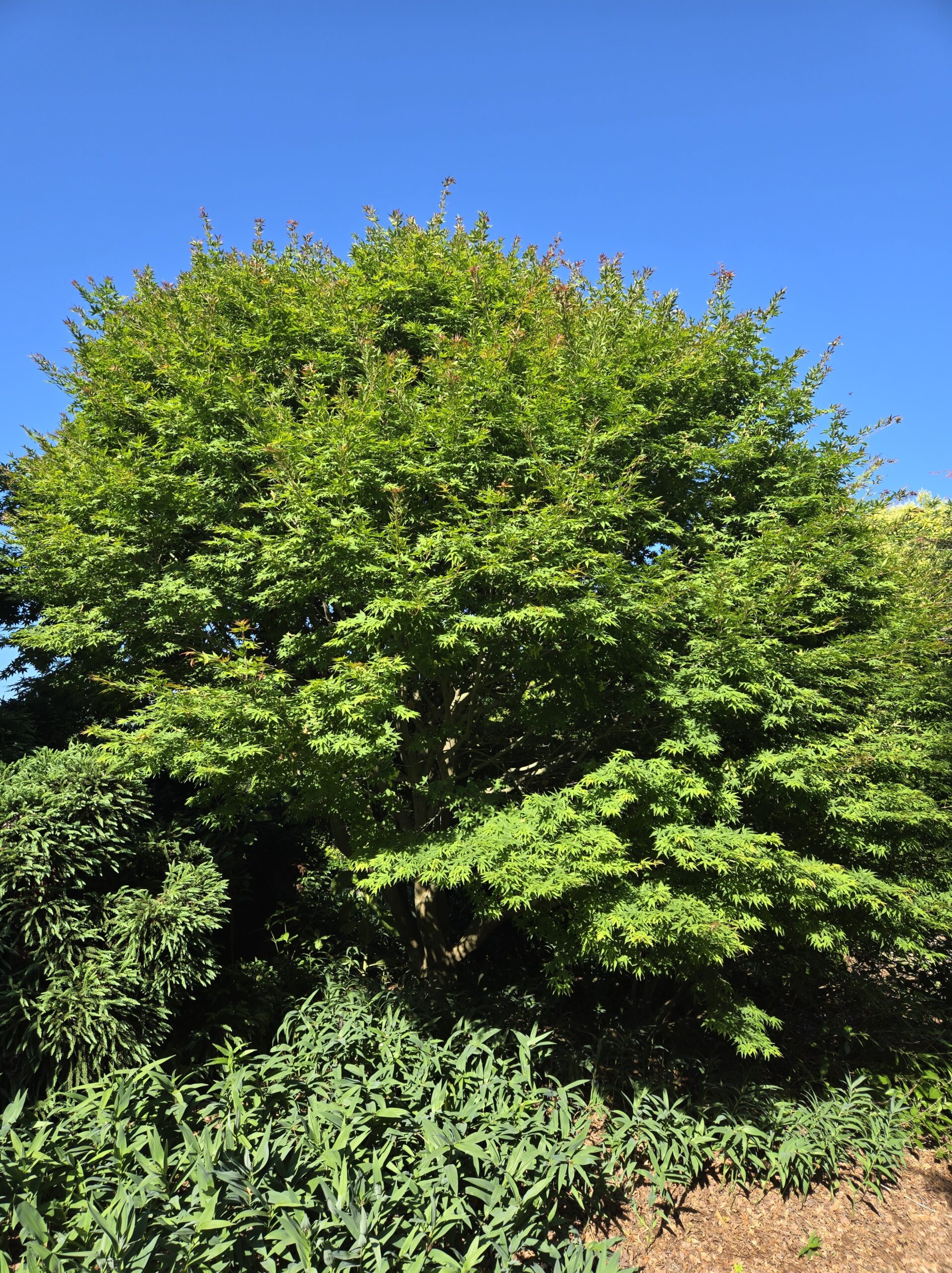 Acer pubipalmatum