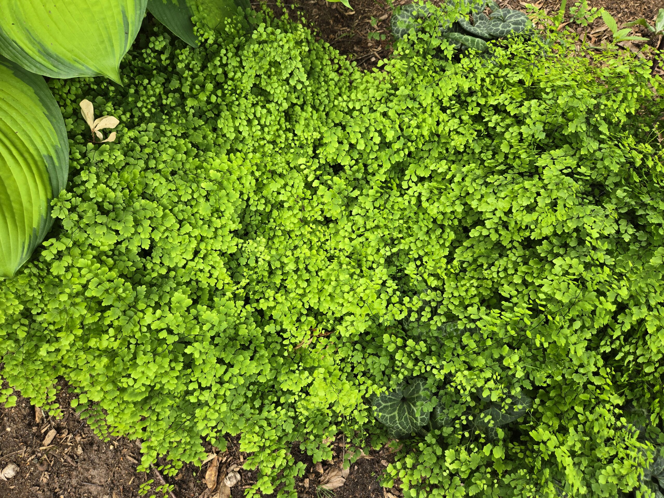 Adiantum aethiopicum 'Barrington Queen'