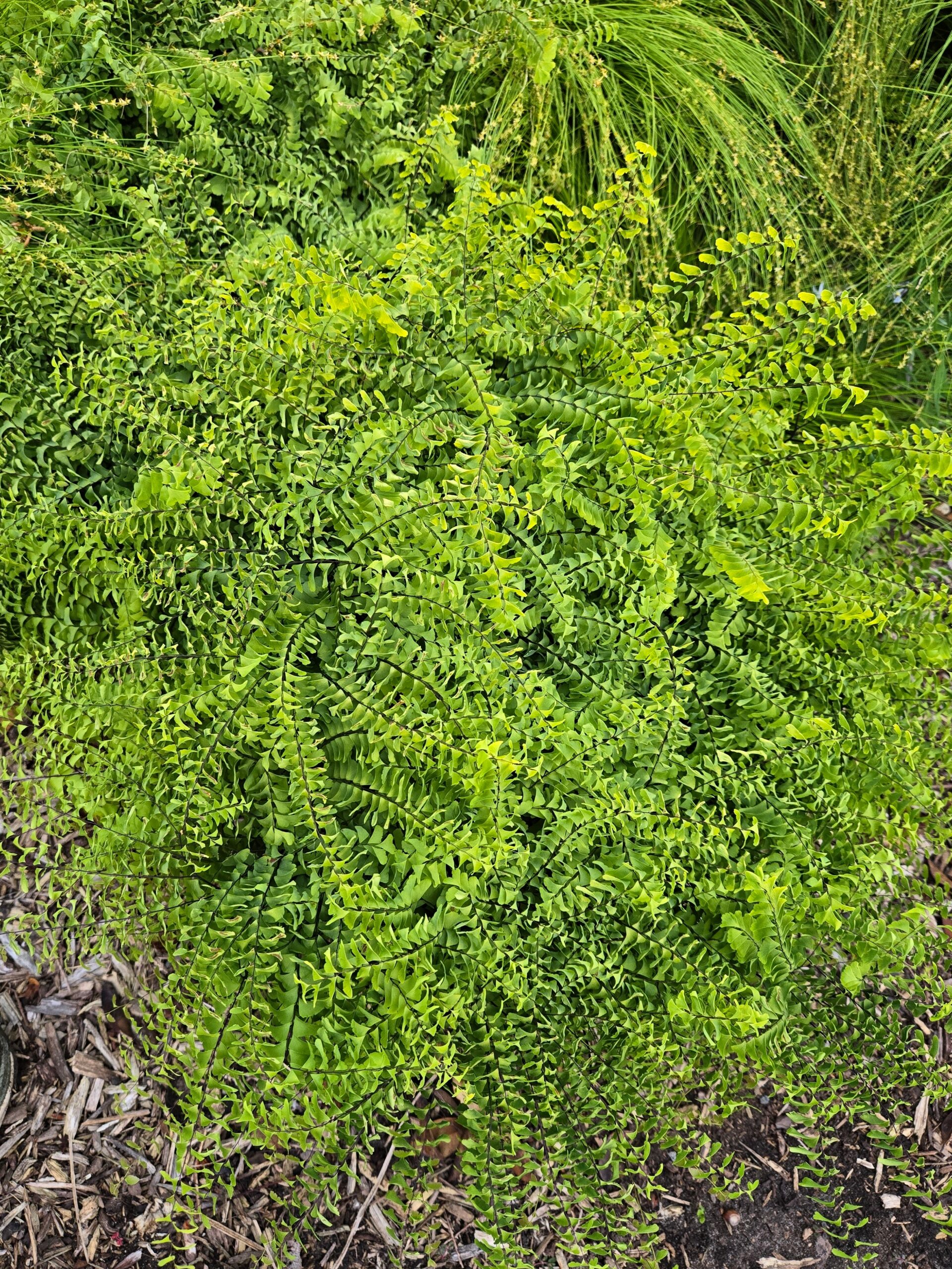 Adiantum pedatum 'St. Clair'