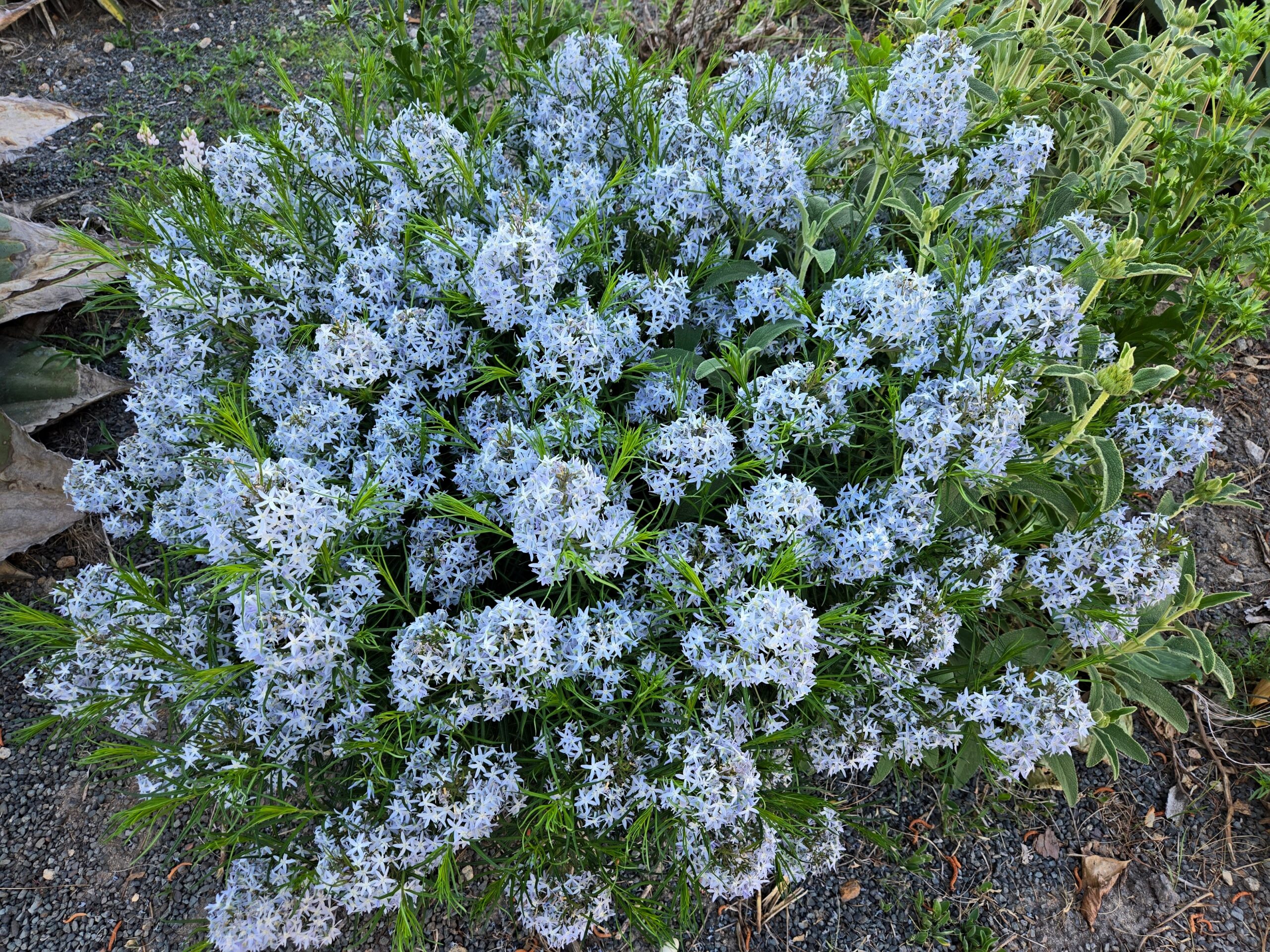 Amsonia hubrichtii 'String Theory'
