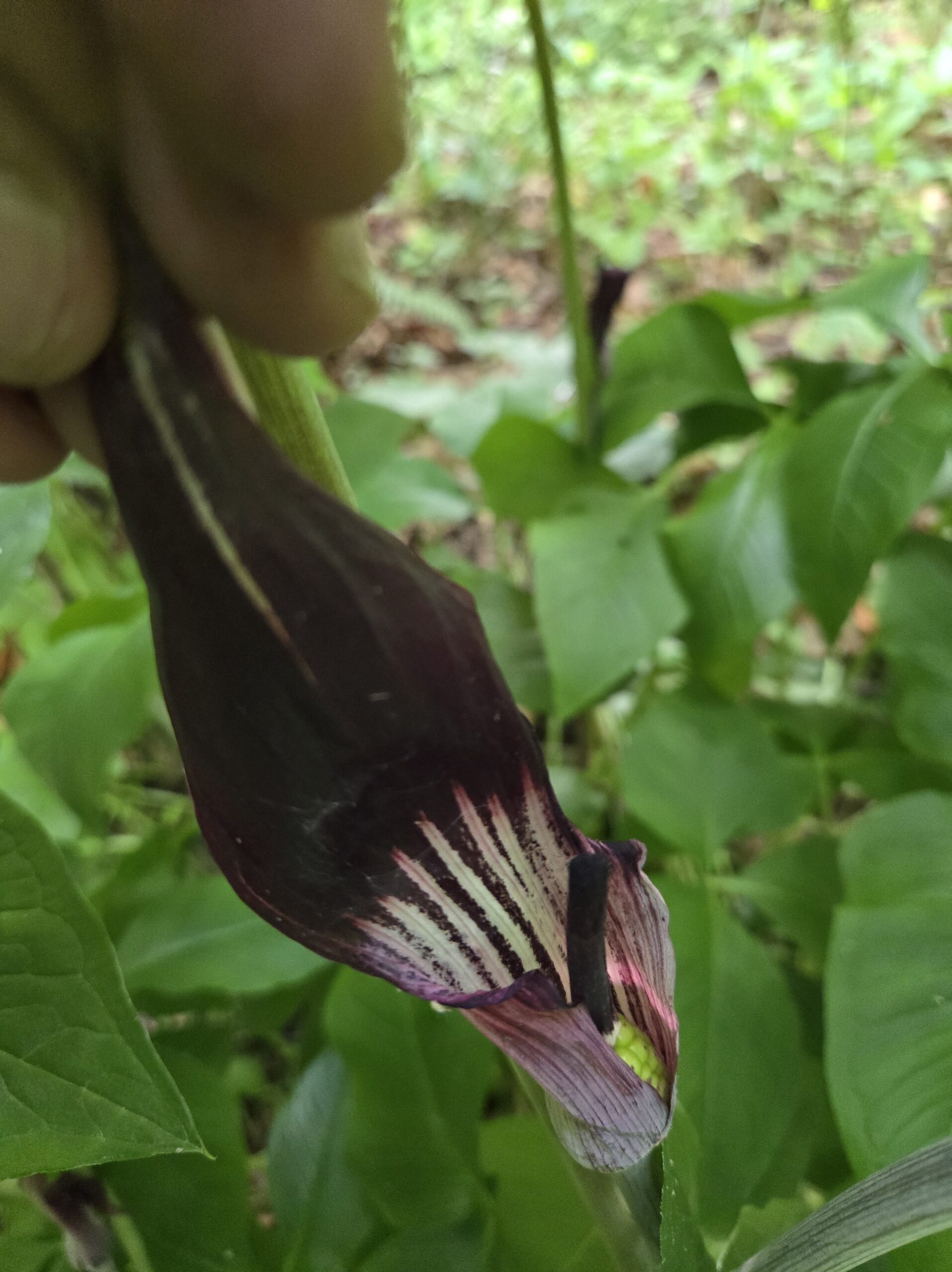 Arisaema pusillum 40" giant