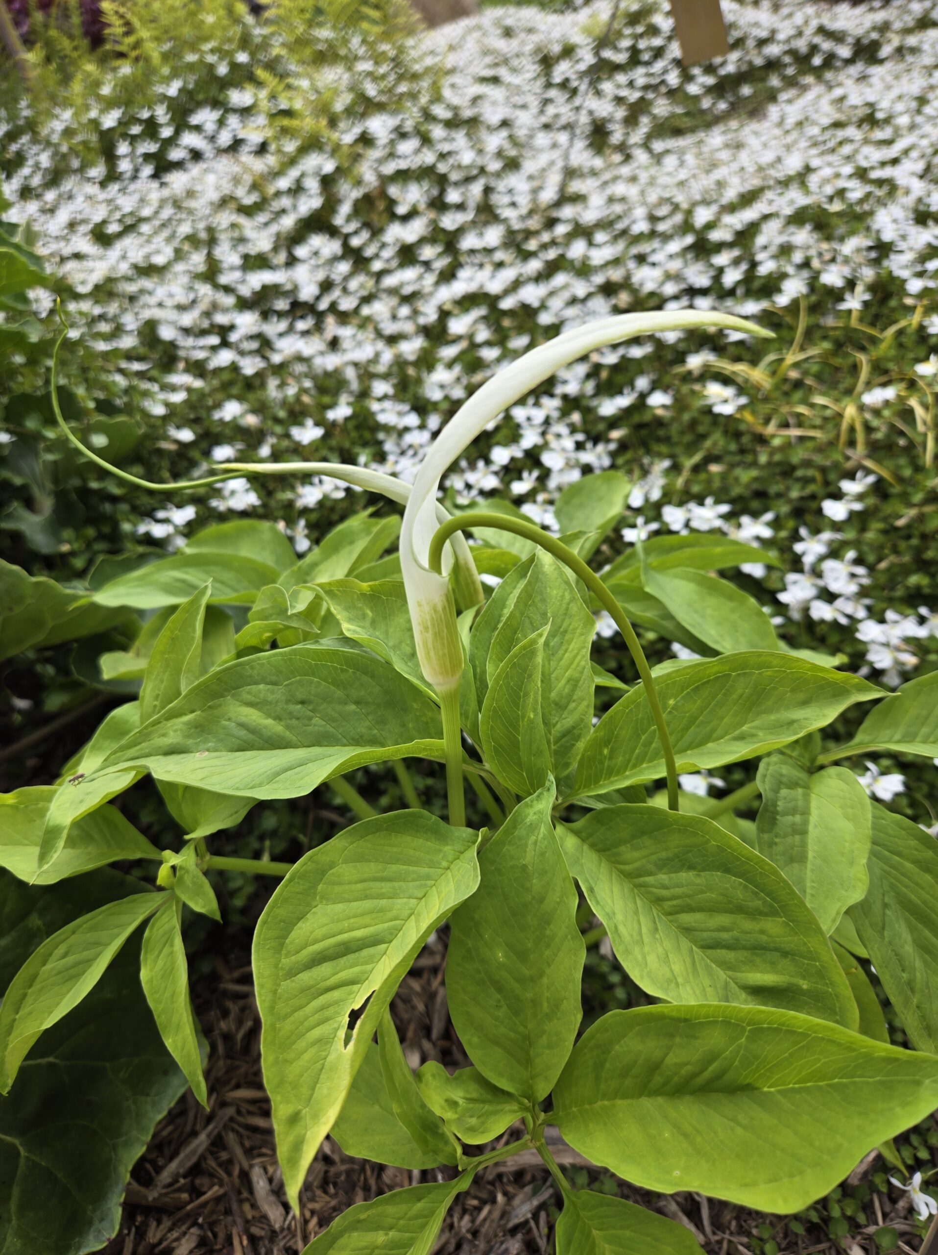 Arisaema saxatile